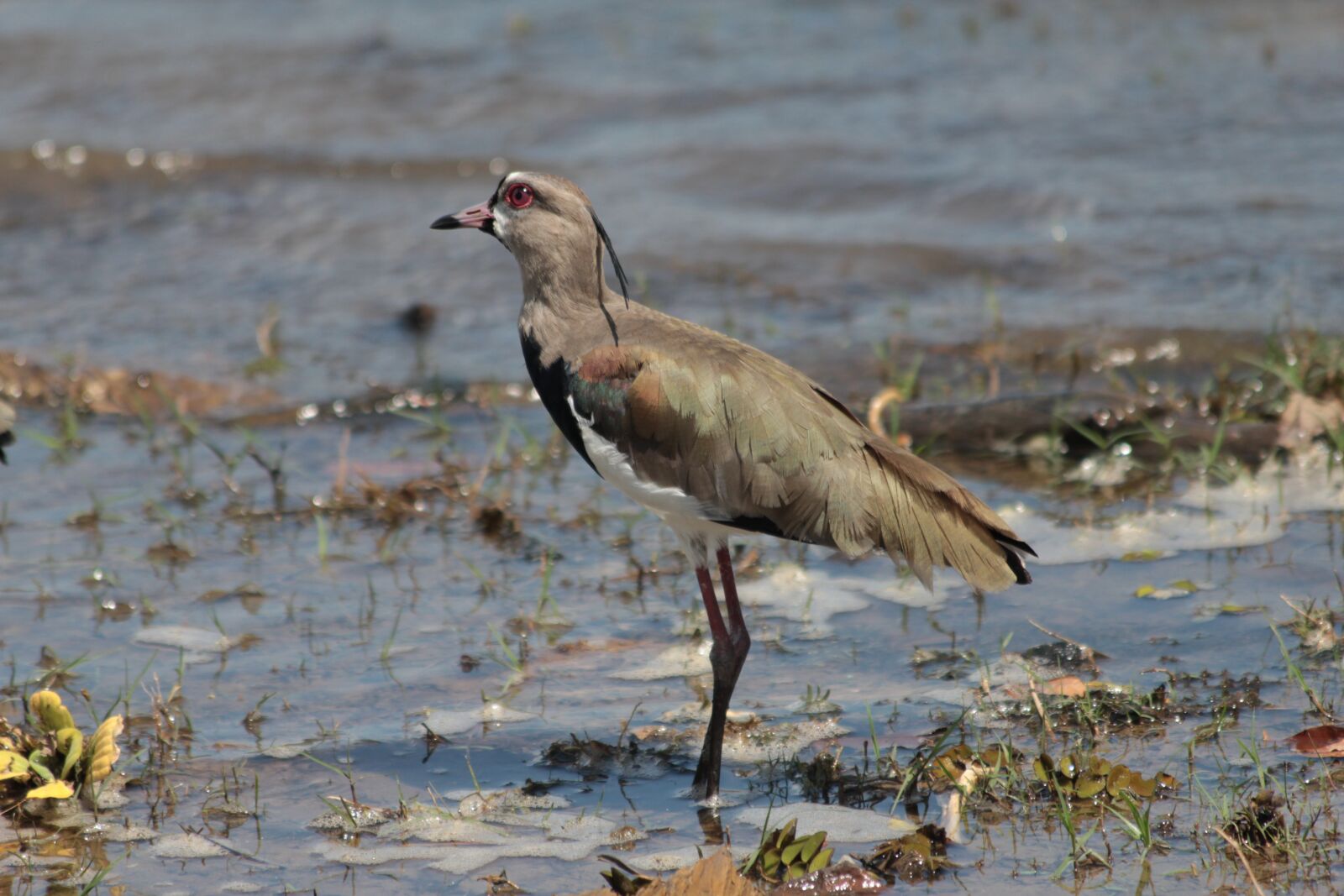 Canon EF 70-300mm F4-5.6 IS USM sample photo. Bird, wildlife, water photography