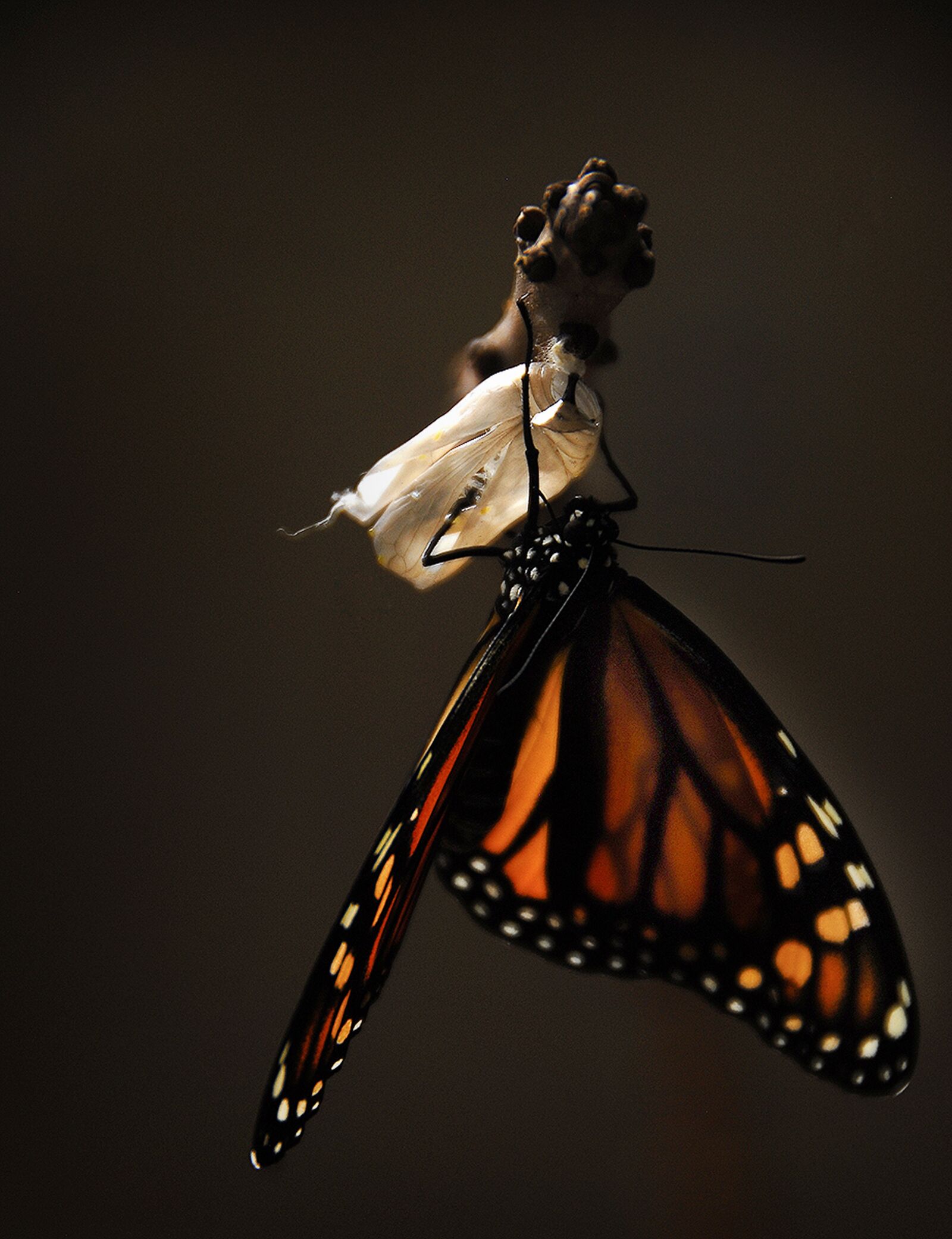 Nikon D200 sample photo. Butterfly, monarch, monarch butterfly photography