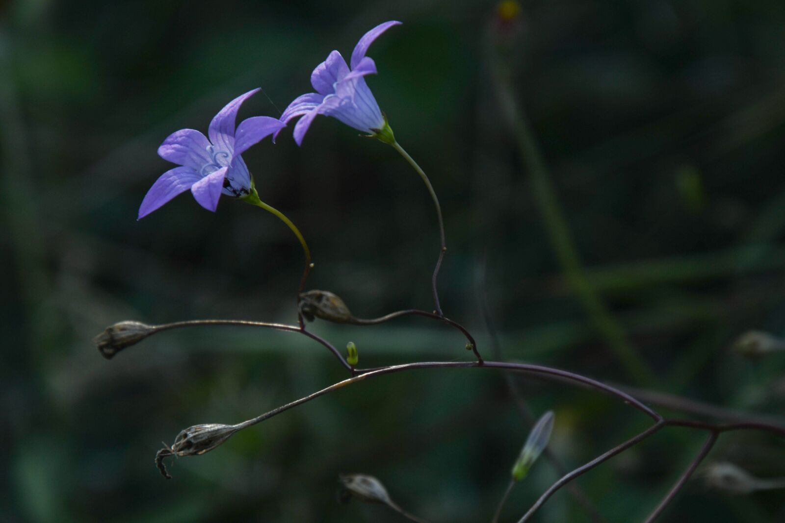 Nikon D7500 sample photo. Bluebells, flowers, nature photography