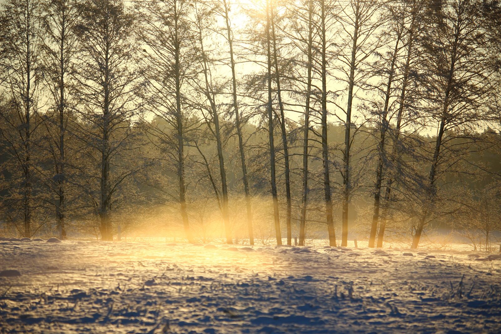 Canon EOS 100D (EOS Rebel SL1 / EOS Kiss X7) sample photo. Fog, snow, cold photography
