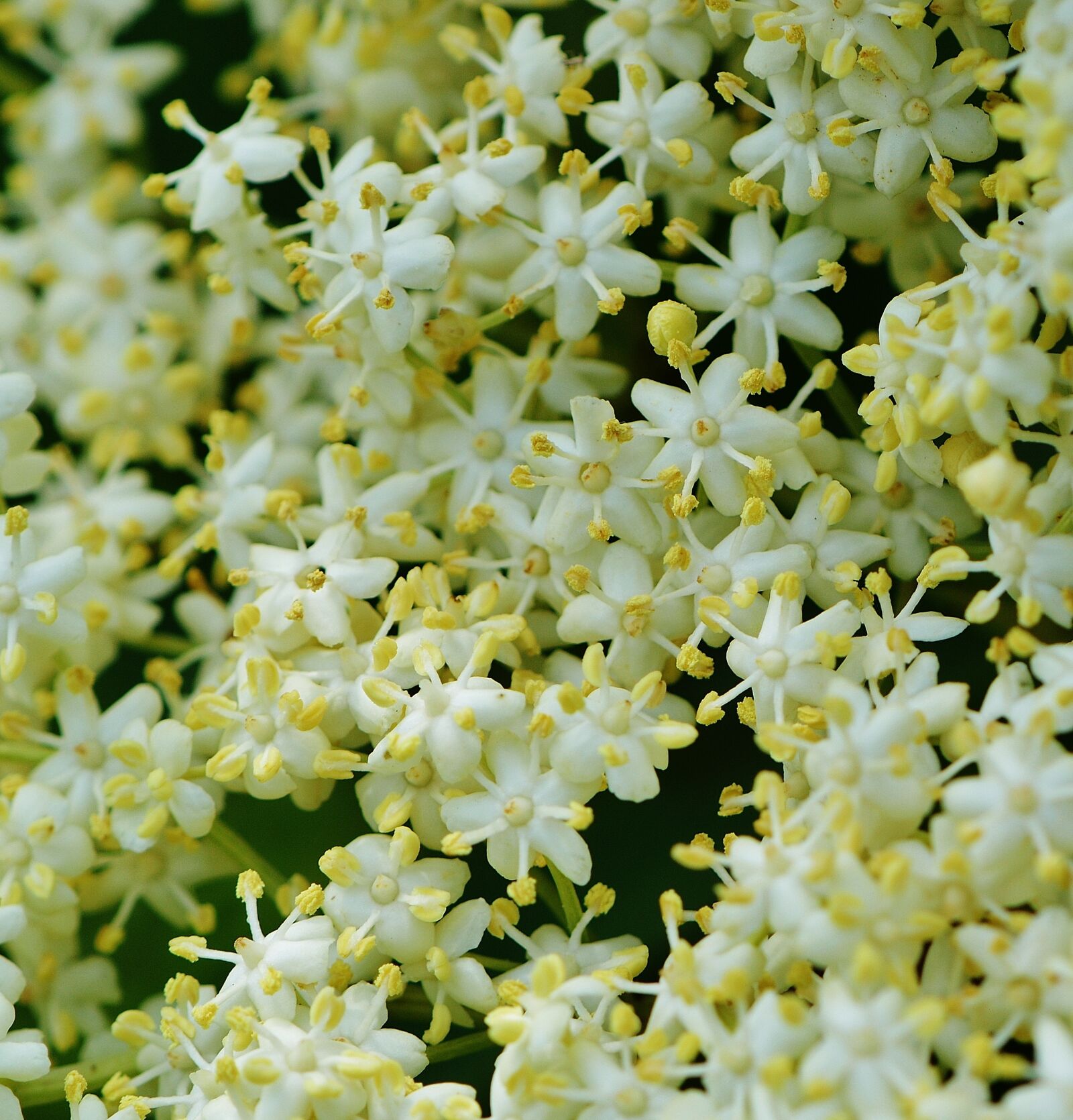 Nikon D3200 sample photo. Flowers, bloom, nature photography