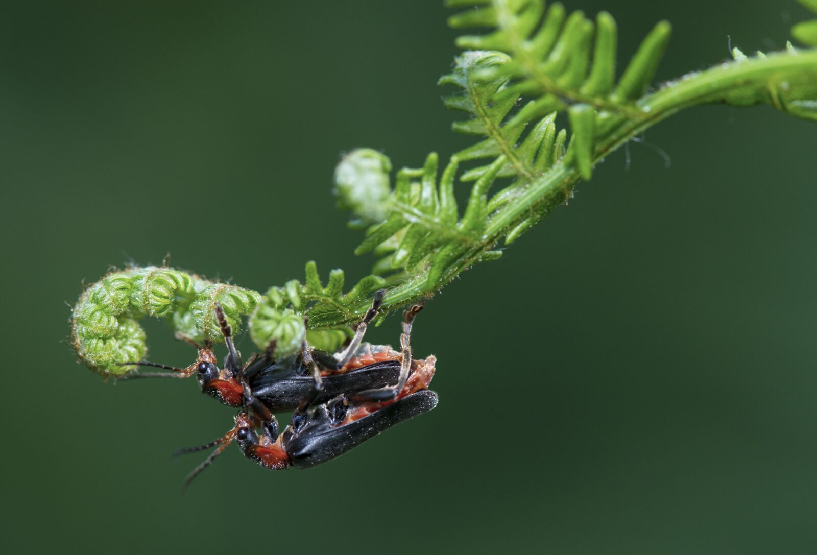 Nikon D800 sample photo. Macro, insect, nature photography