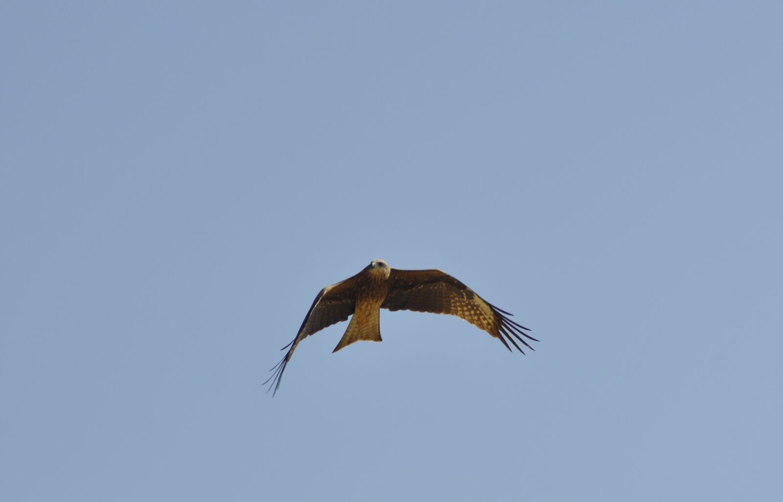 Nikon D90 sample photo. Black kite, kite, bird photography