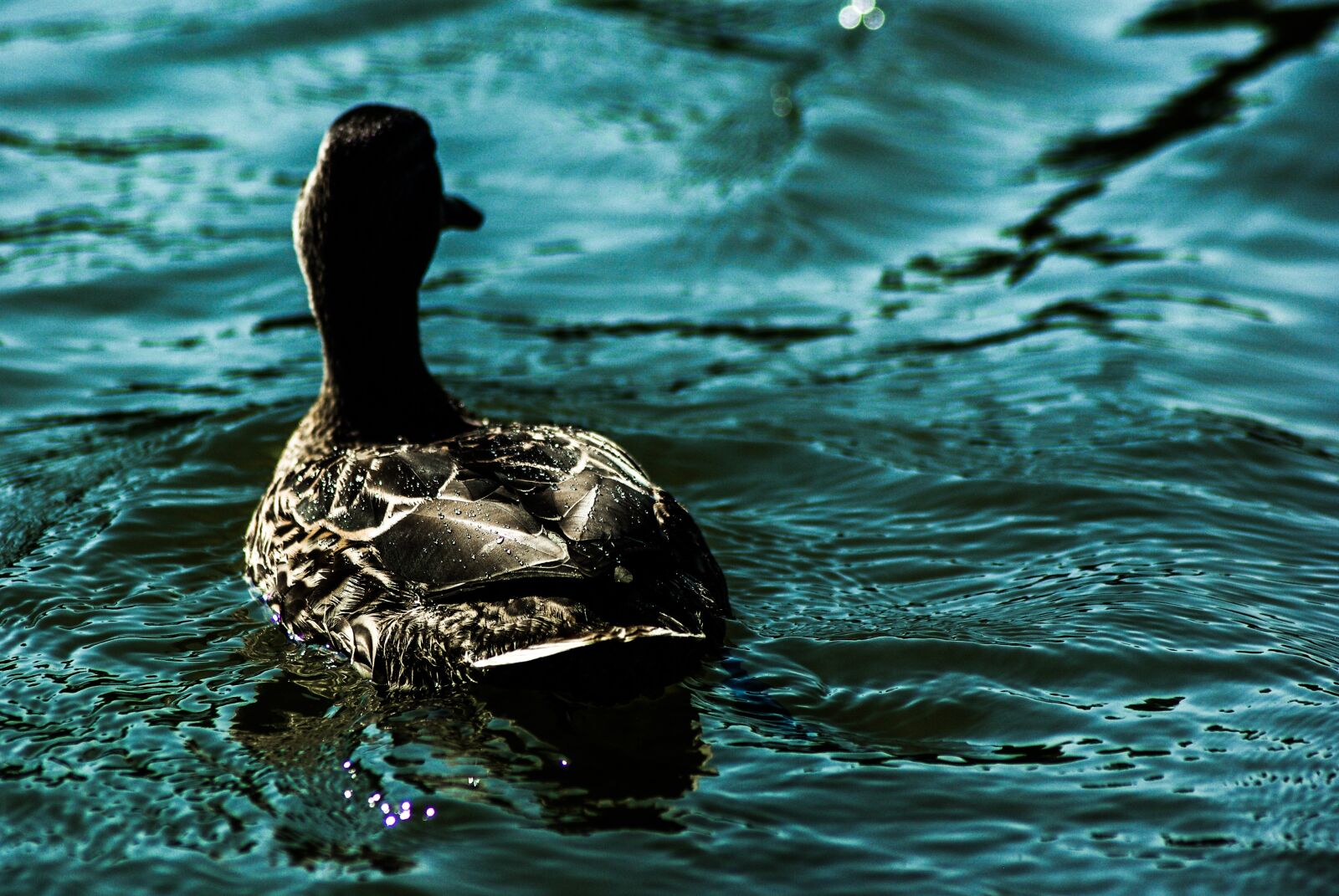 Pentax K10D sample photo. Duck, water, green photography