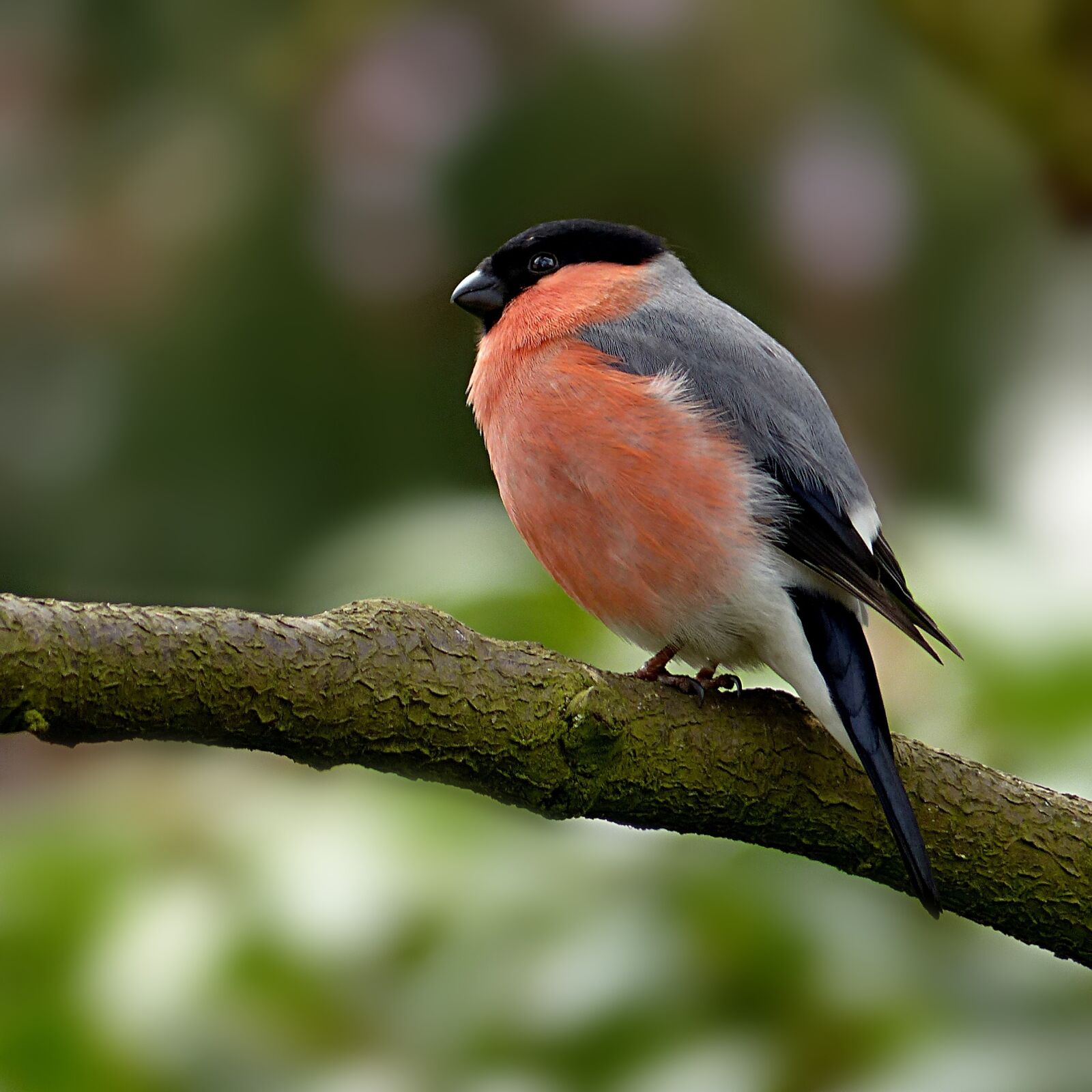 Panasonic Lumix DMC-FZ200 sample photo. Animal world, bird, bullfinch photography