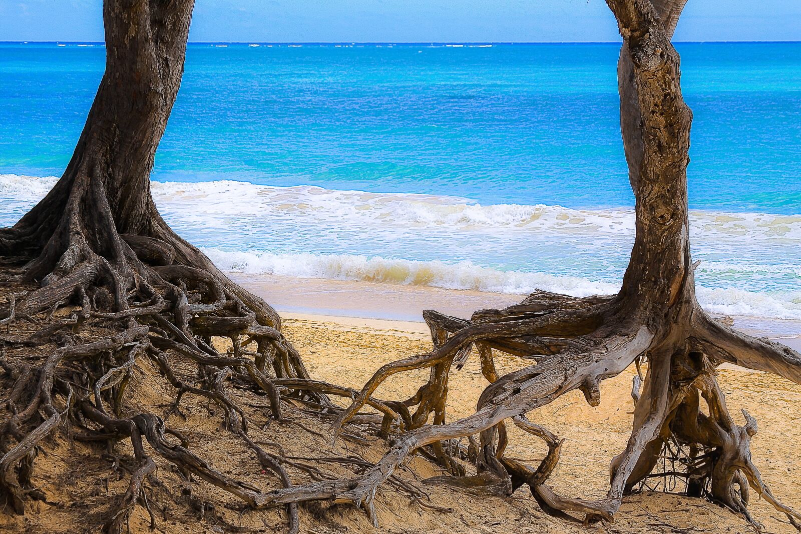 Canon EOS 50D sample photo. Ocean, tree, roots photography