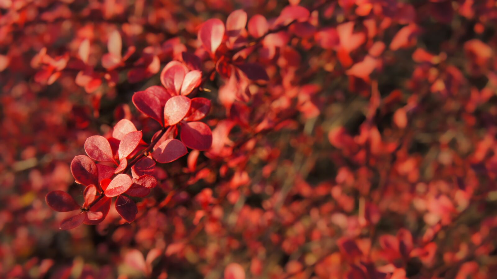 Sony Alpha NEX-5 + Sony E 18-55mm F3.5-5.6 OSS sample photo. Flowers, bushes, red photography