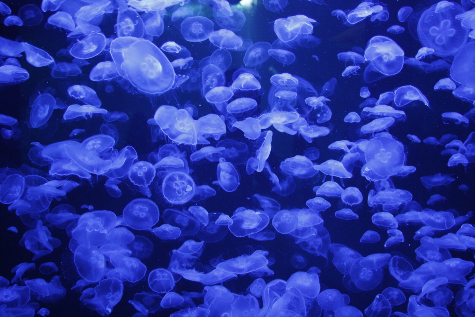 Canon EOS 450D (EOS Rebel XSi / EOS Kiss X2) sample photo. Jellyfish, aquarium, ozeaneum photography