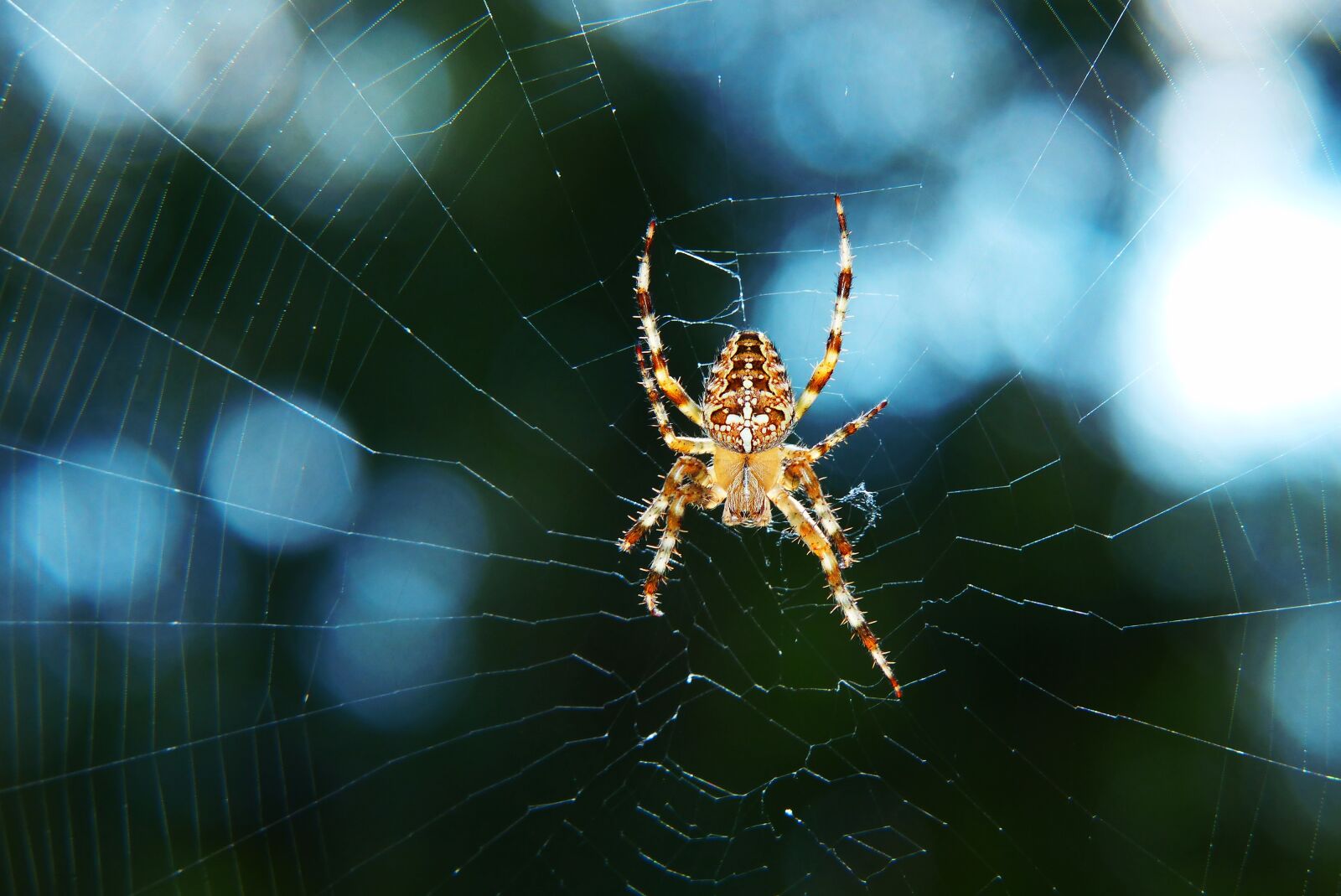 Panasonic Lumix DMC-FZ200 sample photo. Crusader garden, female, spider photography