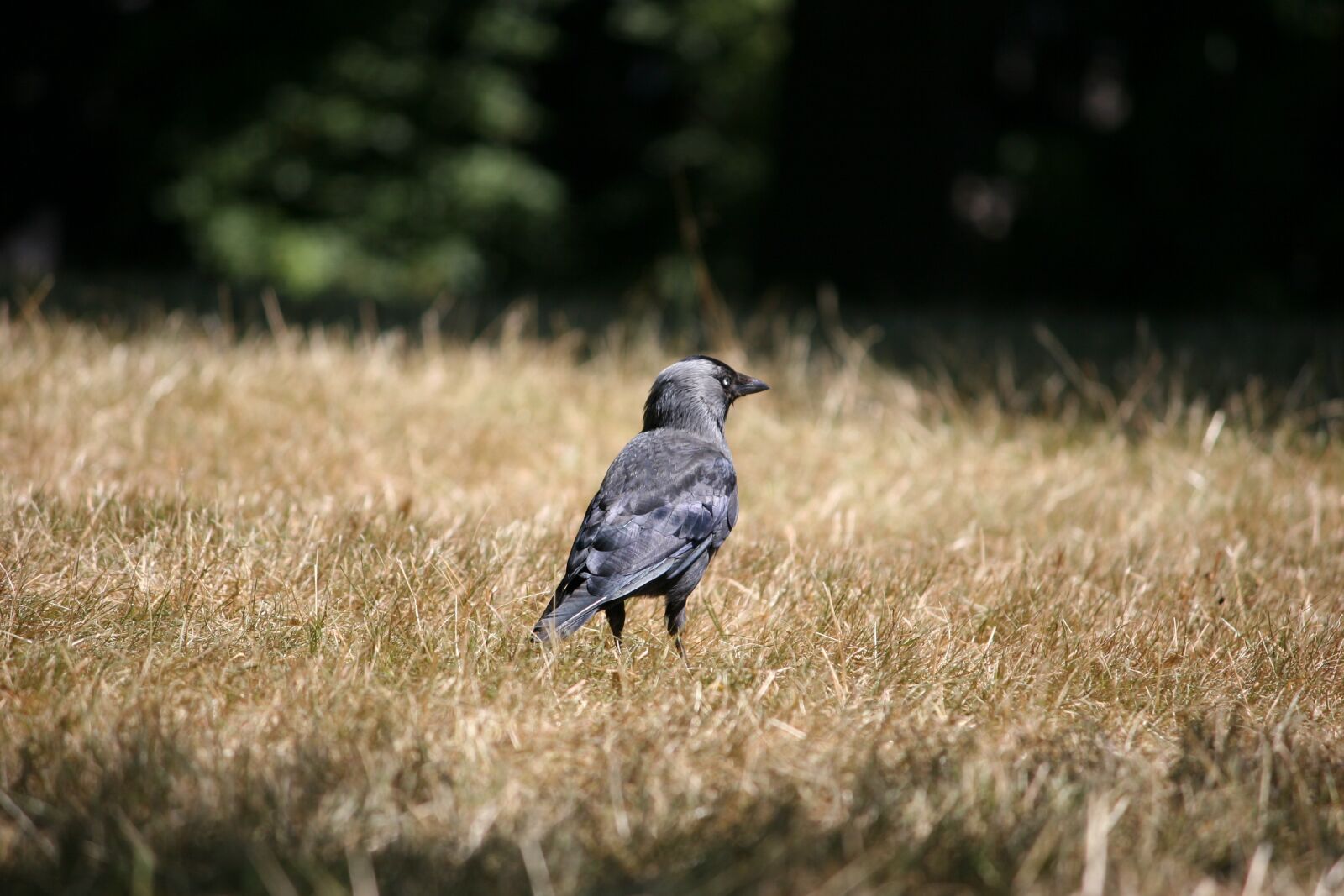 Canon EOS 20D sample photo. Bird, crow, nature photography