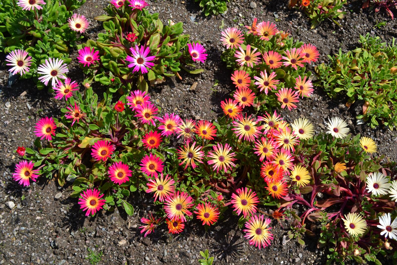 Nikon D3100 sample photo. Mesembryanthemum, flowers, memsies photography