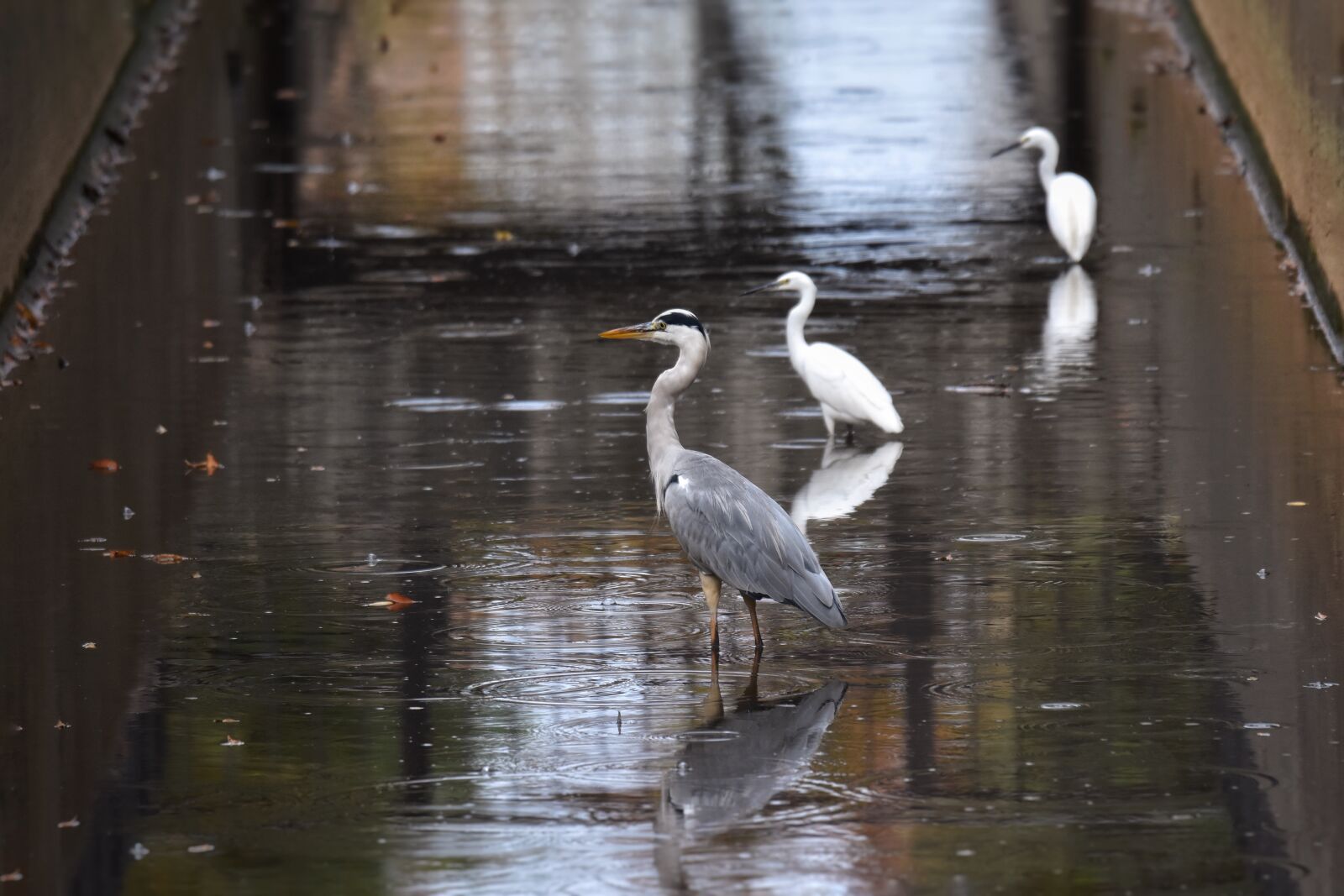 Nikon D7200 sample photo. Animal, river, heron photography