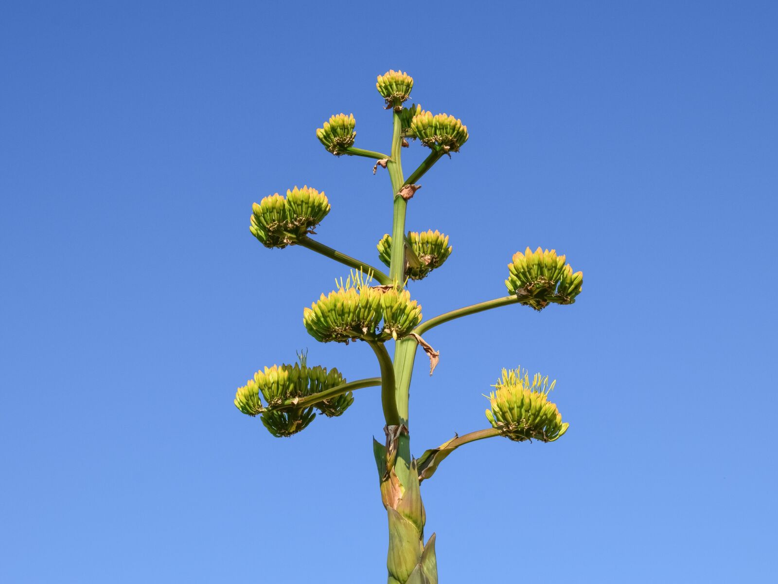 Nikon D3300 sample photo. Cactus, plant, nature photography