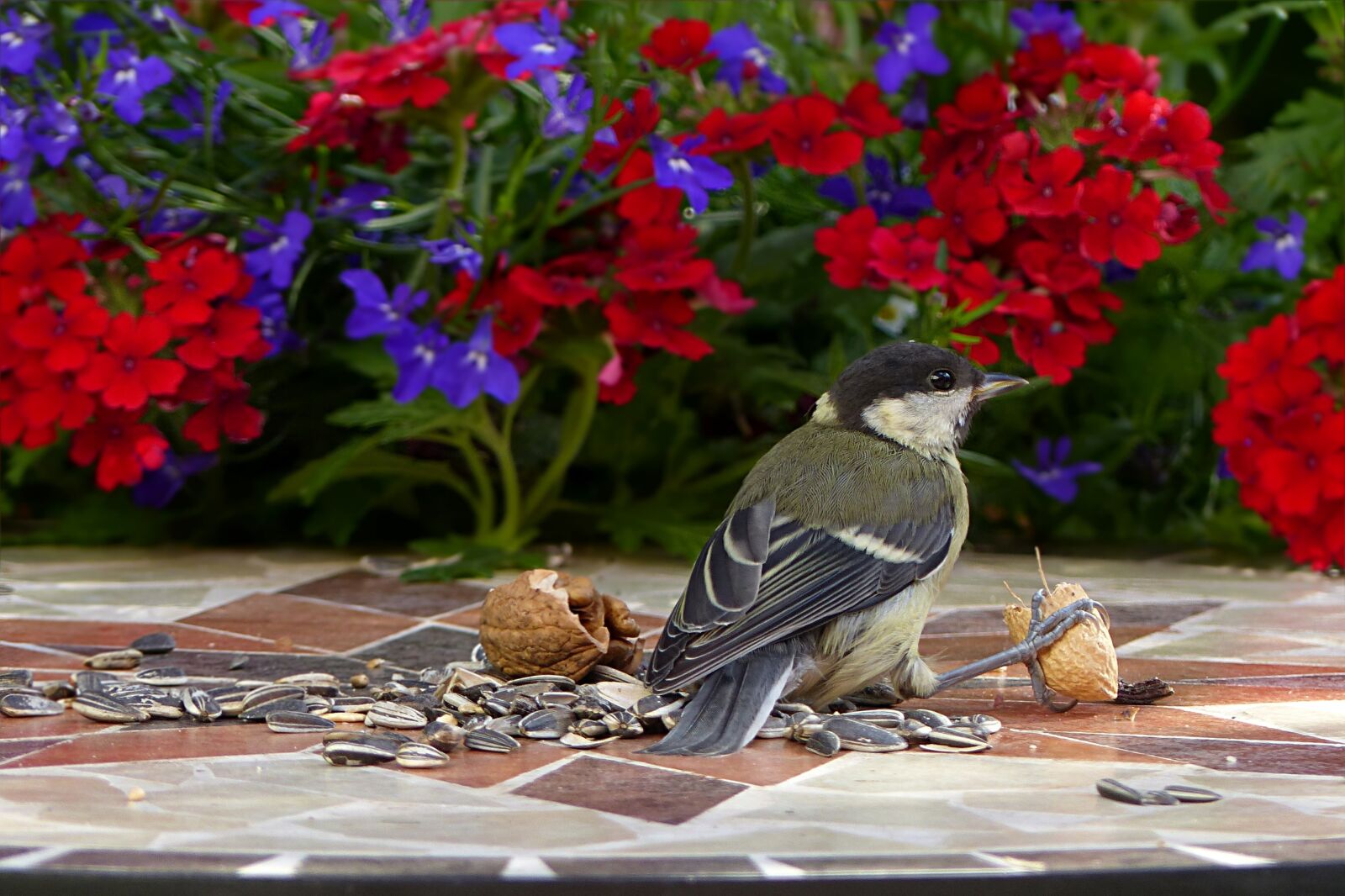 Panasonic Lumix DMC-FZ200 sample photo. Animal, bird, tit photography