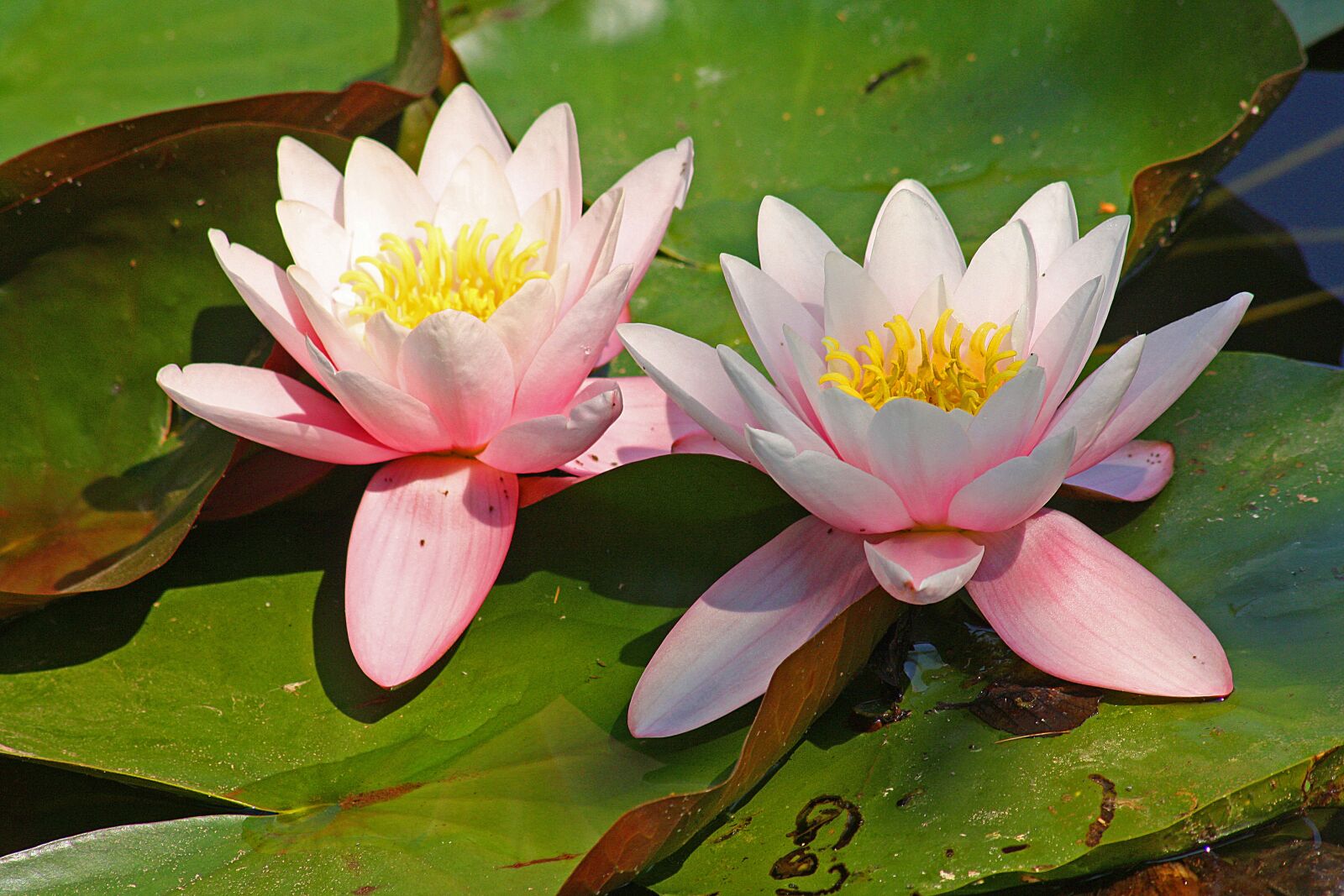 Canon EOS 1000D (EOS Digital Rebel XS / EOS Kiss F) sample photo. Water lilies, pond, lake photography