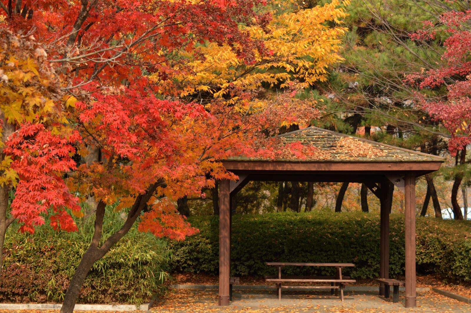 Nikon D3200 sample photo. Autumn leaves, wood, autumn photography