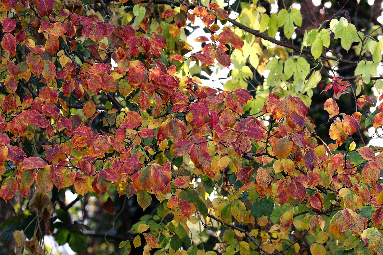 Canon EOS 7D Mark II sample photo. Autumn, leaves, nature photography