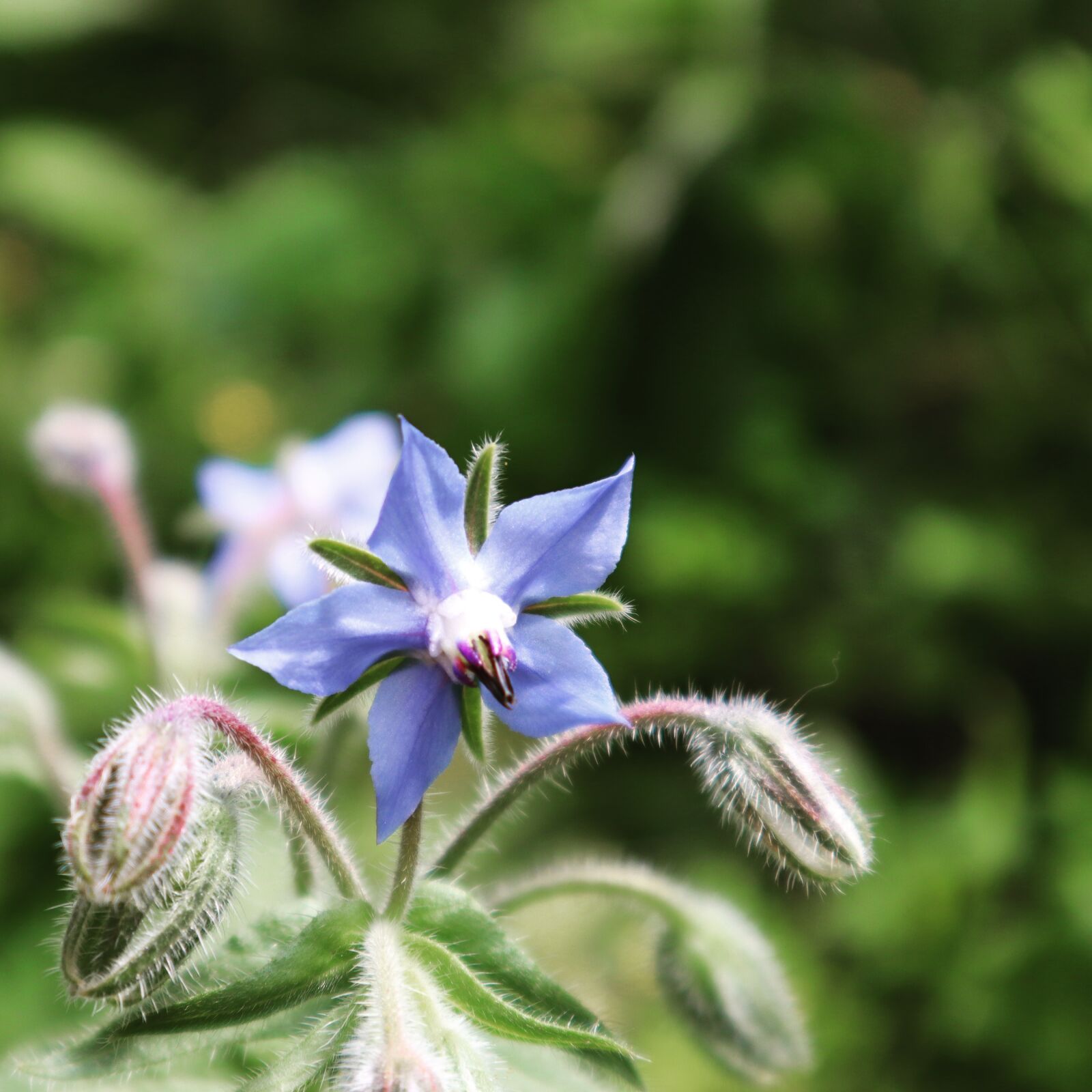 Canon EF-M 15-45mm F3.5-6.3 IS STM sample photo. Borage, flower, organic photography