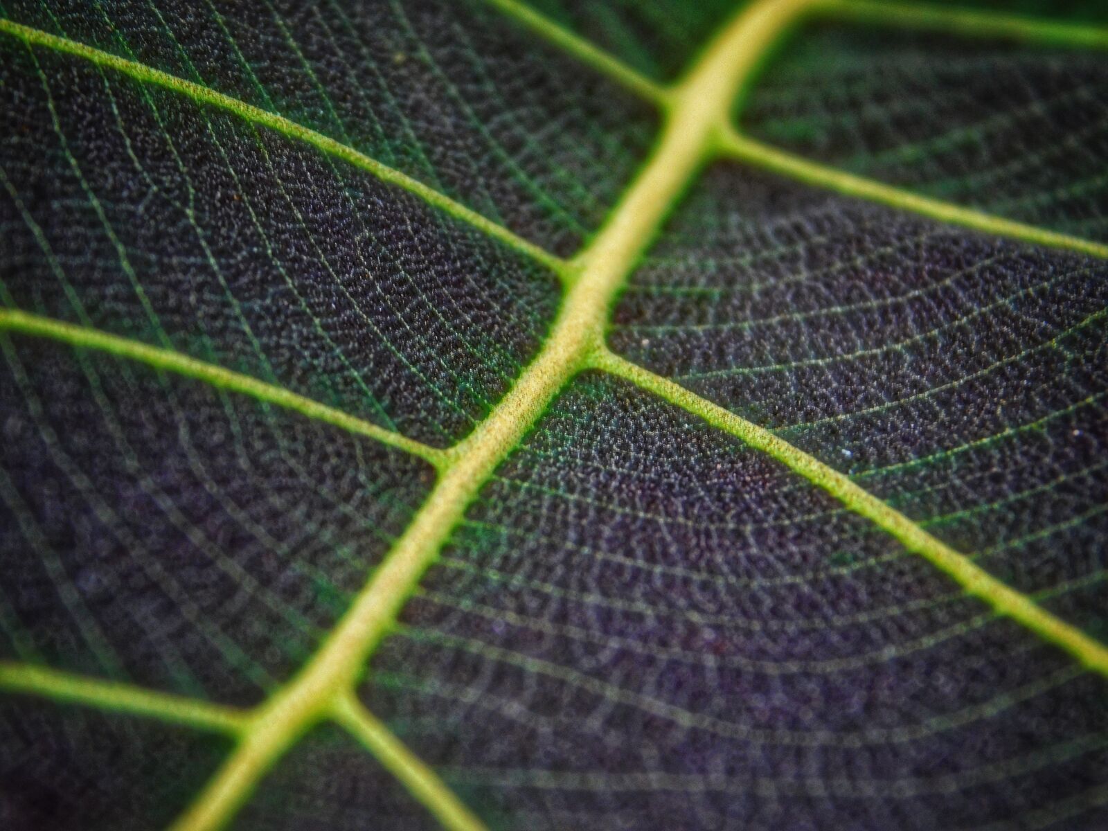 Nikon Coolpix L840 sample photo. Leaf, green, macro photography