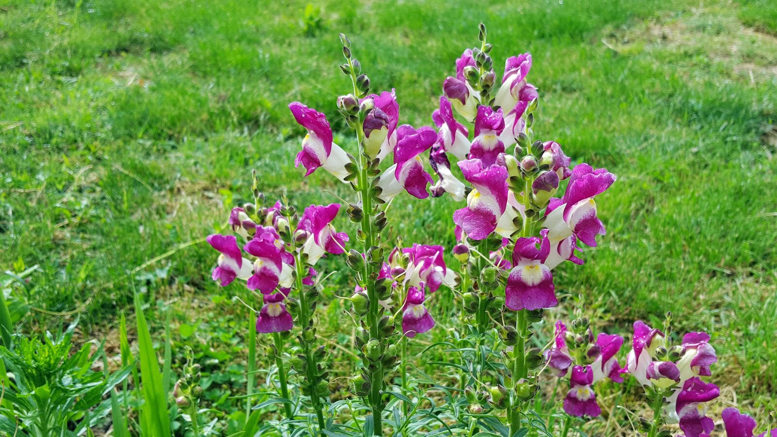 Samsung Galaxy S6 sample photo. Snapdragon flower, antirrhinum, antirrhinum photography