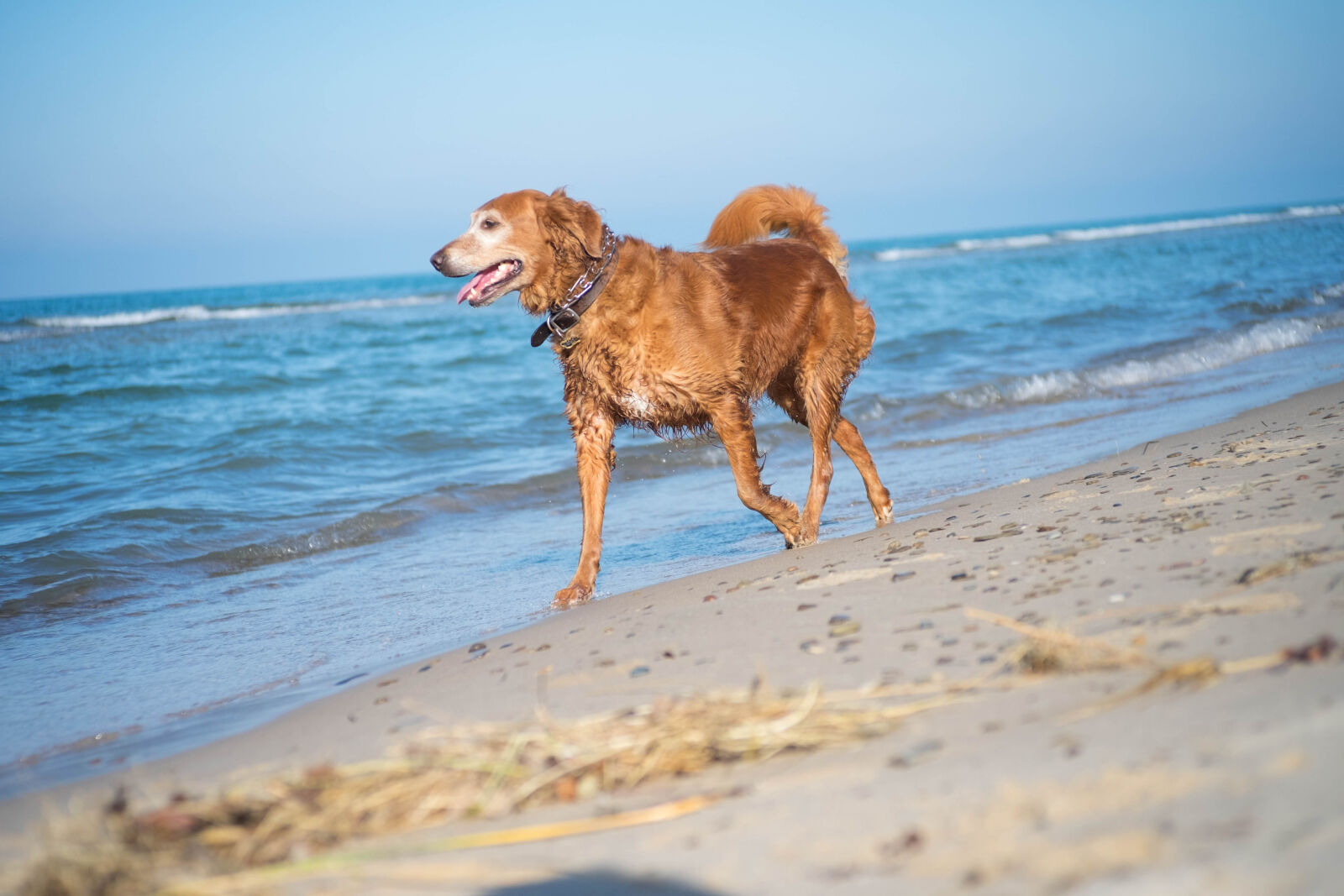 Fujifilm X-T10 sample photo. Beach, dog, golden, retriever photography