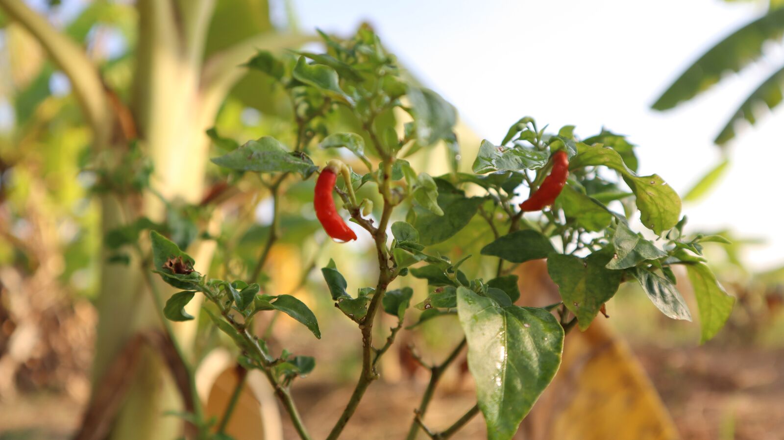 Canon EOS M50 (EOS Kiss M) sample photo. Chilli, pepper, spices photography