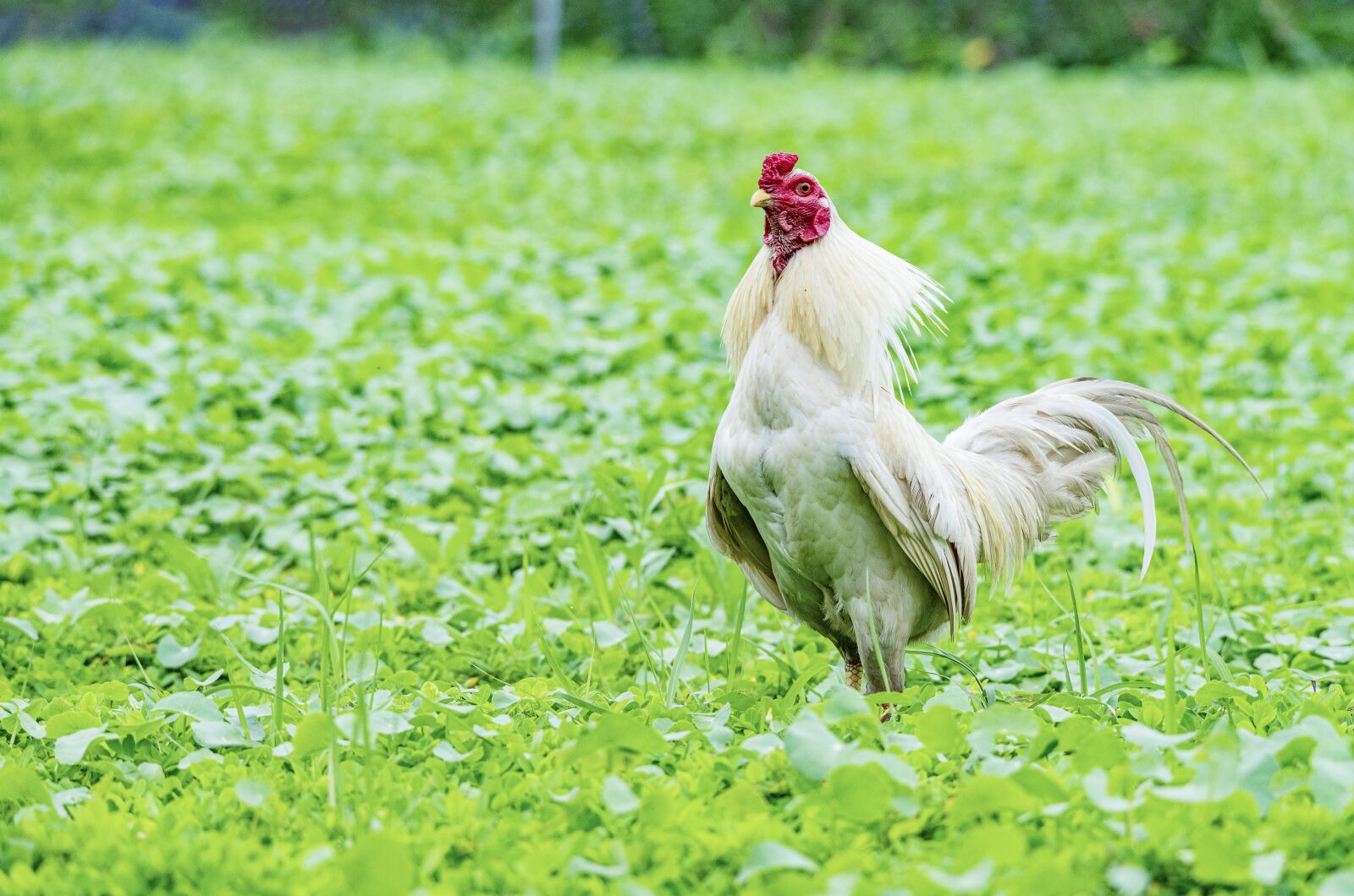 Nikon D810 sample photo. Chicken, rico, delicious photography