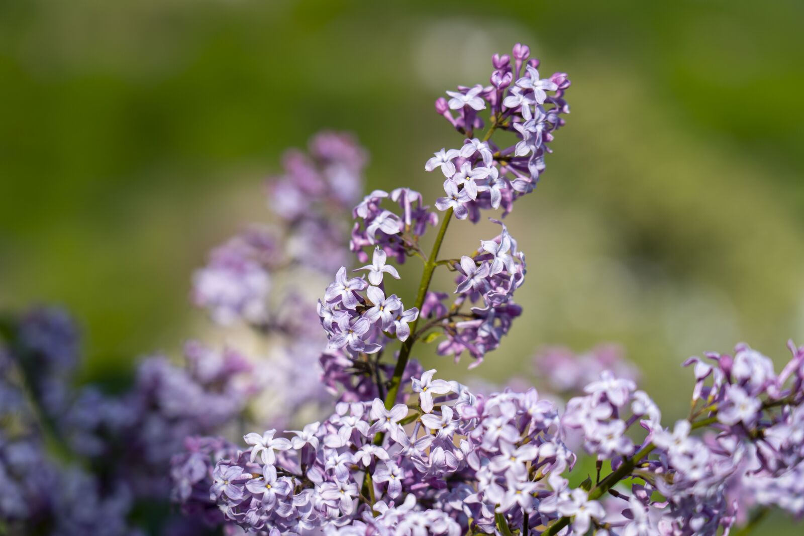 Sony FE 24-105mm F4 G OSS sample photo. Lilac, flower, spring photography