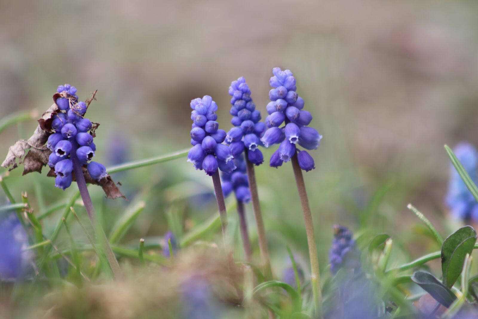 Canon EOS 800D (EOS Rebel T7i / EOS Kiss X9i) sample photo. Grape hyacinth, early bloomer photography