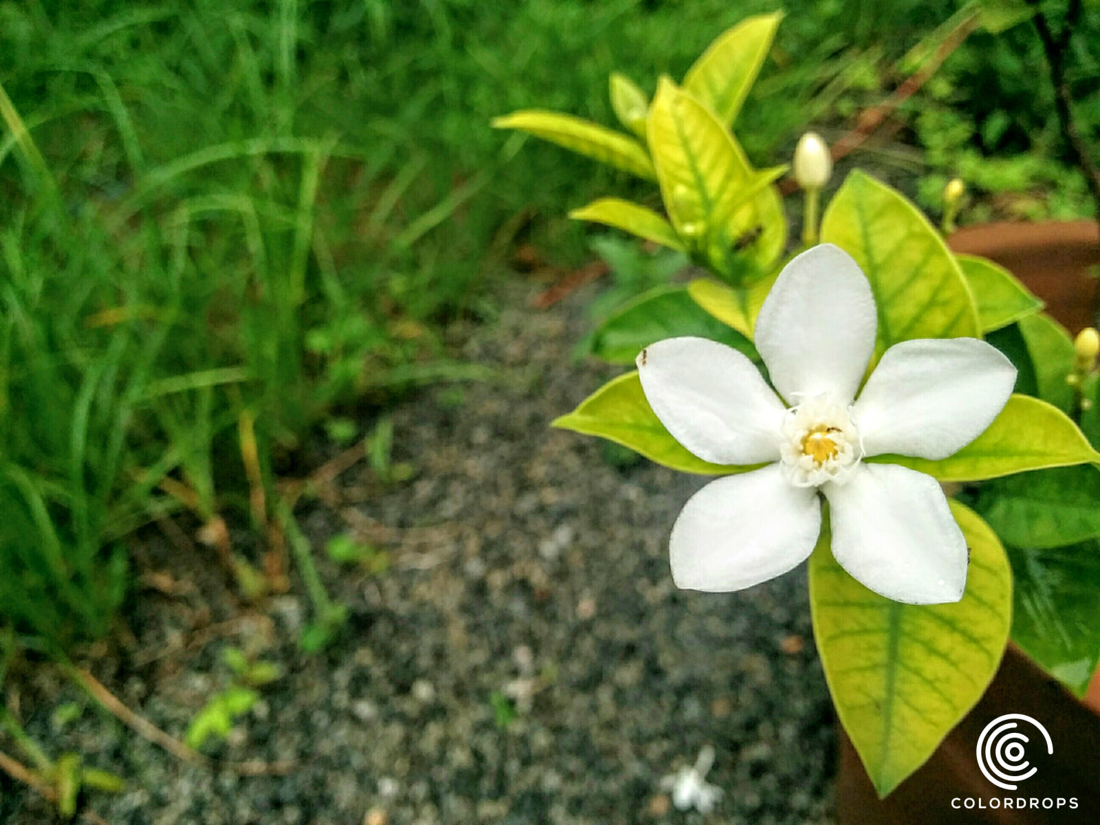 LG Nexus 5 sample photo. Drop, flower, niyasconnect, ponnani photography