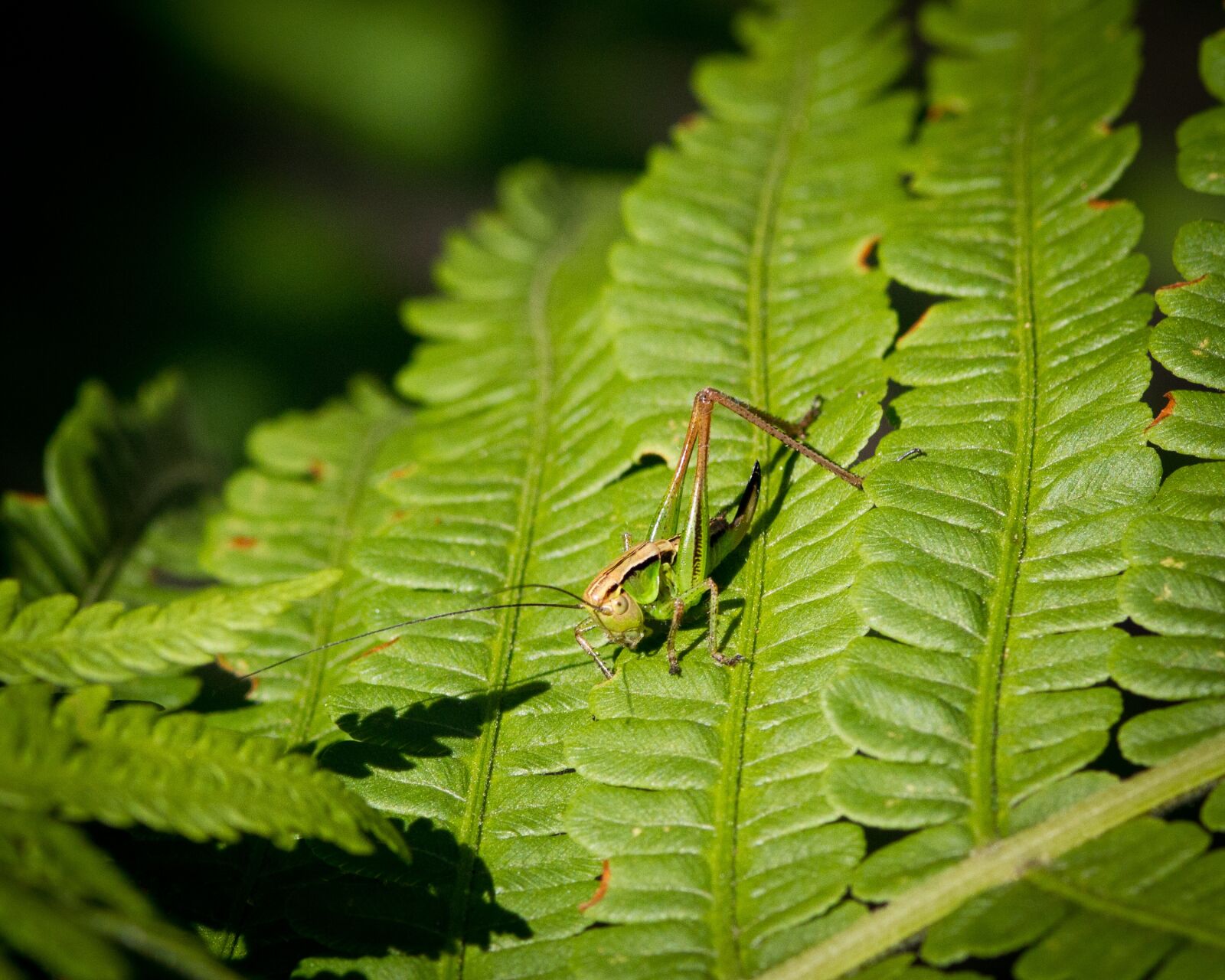 Canon EOS 7D sample photo. Grasshopper, nature, insect photography
