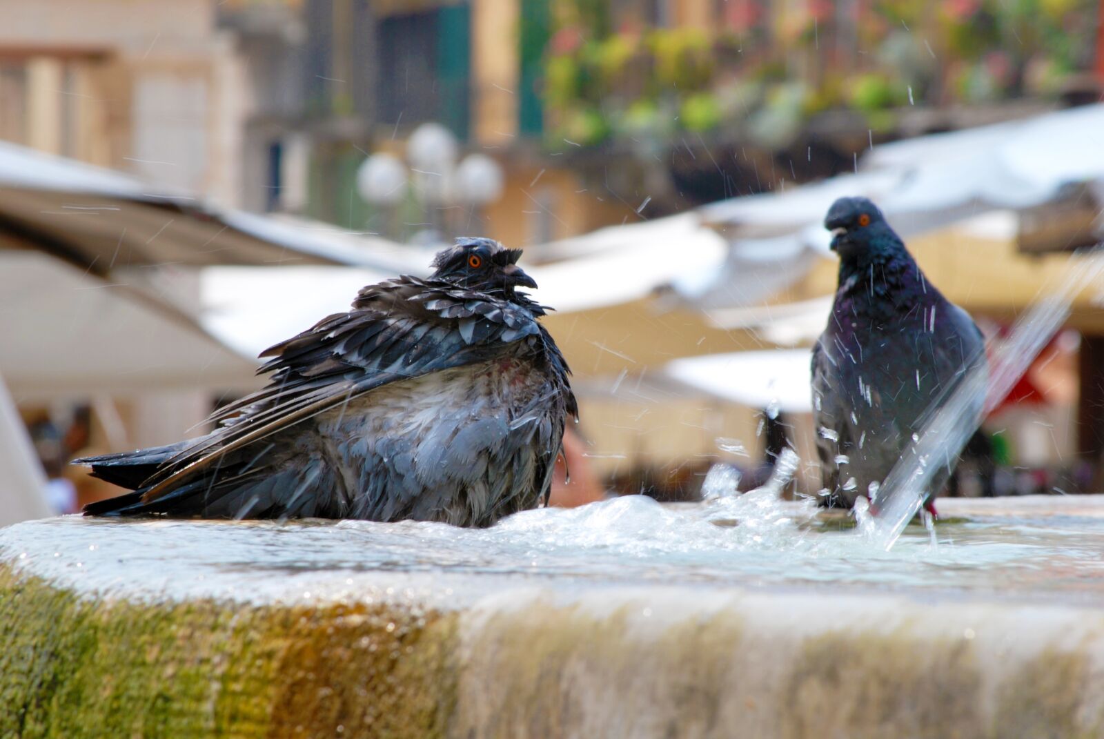 Nikon D60 sample photo. Pigeon, bird, italy photography
