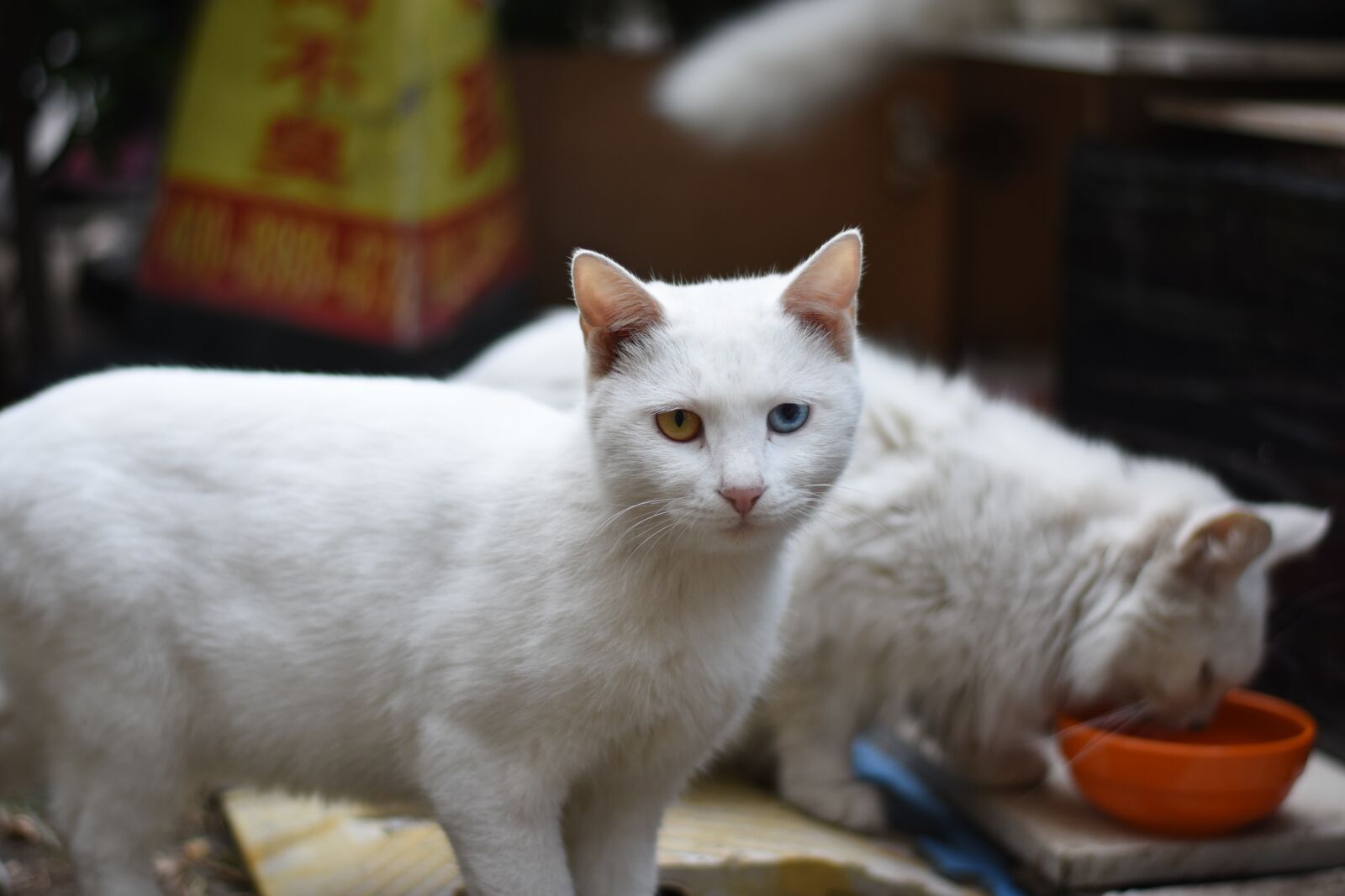 Nikon D7200 sample photo. Cat, white, animal photography