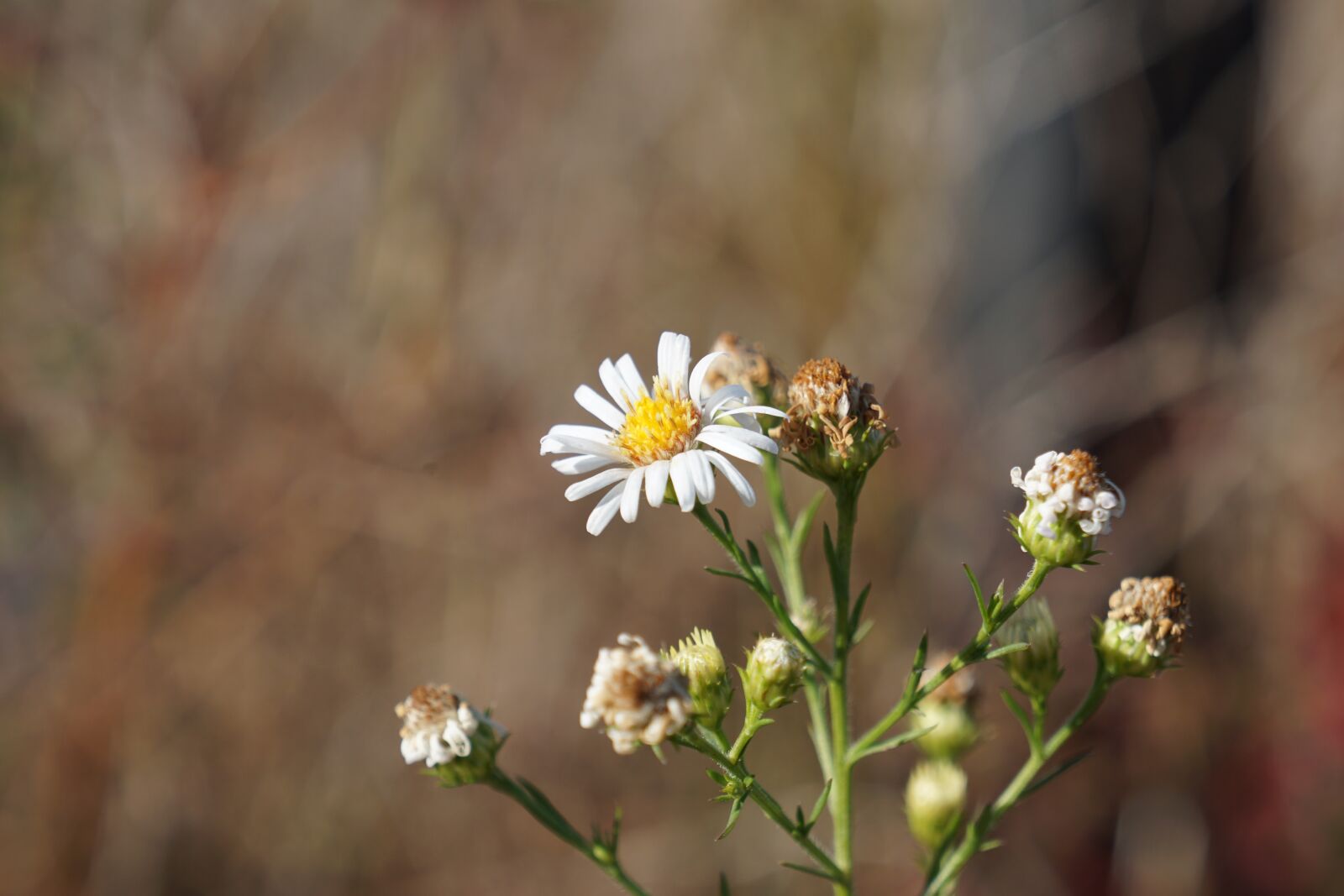 Sony a6000 + Sony E 18-55mm F3.5-5.6 OSS sample photo. Wild flower, close up photography