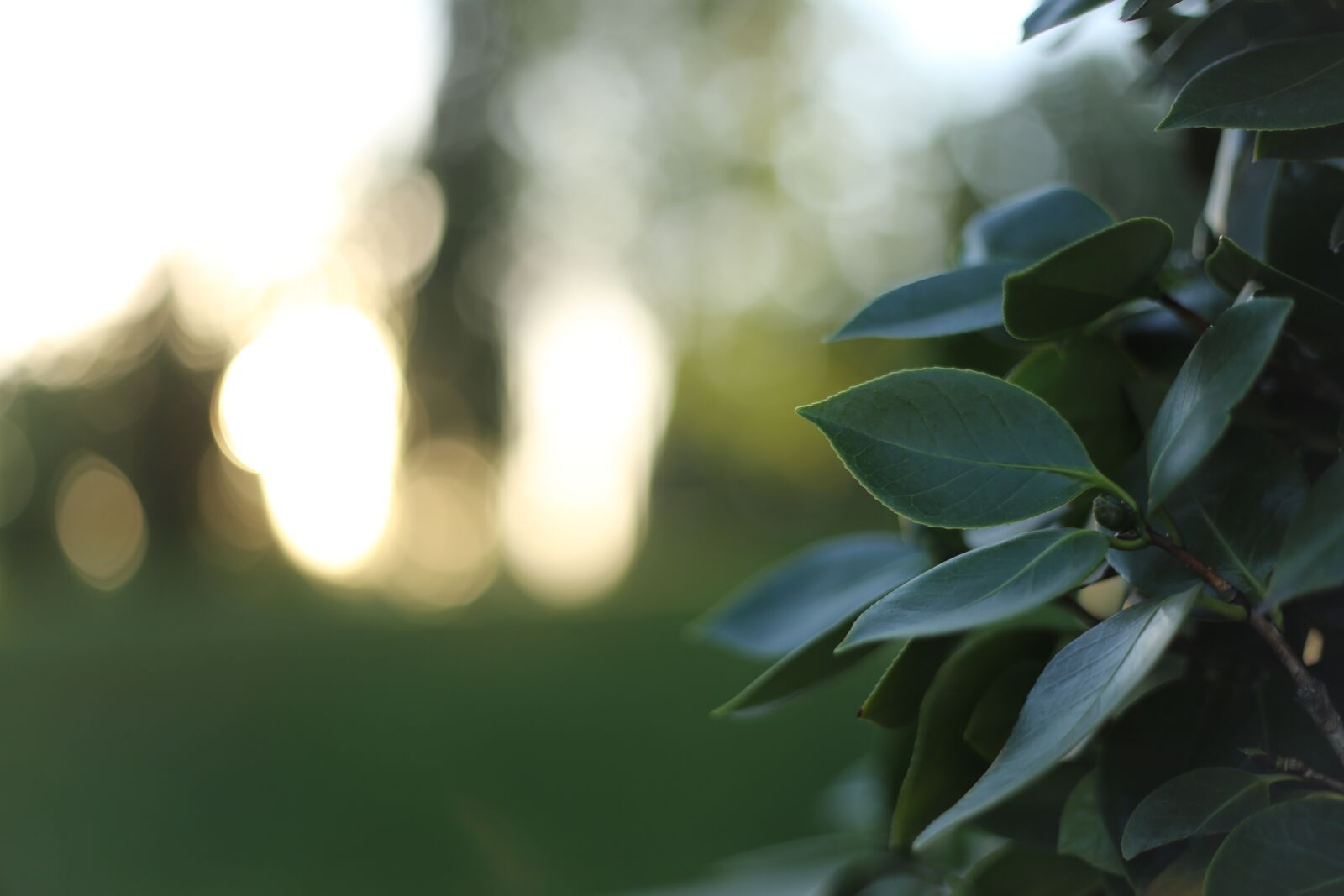 Canon EOS 6D + Canon EF 50mm F1.8 II sample photo. Tree, leaves, foliage photography