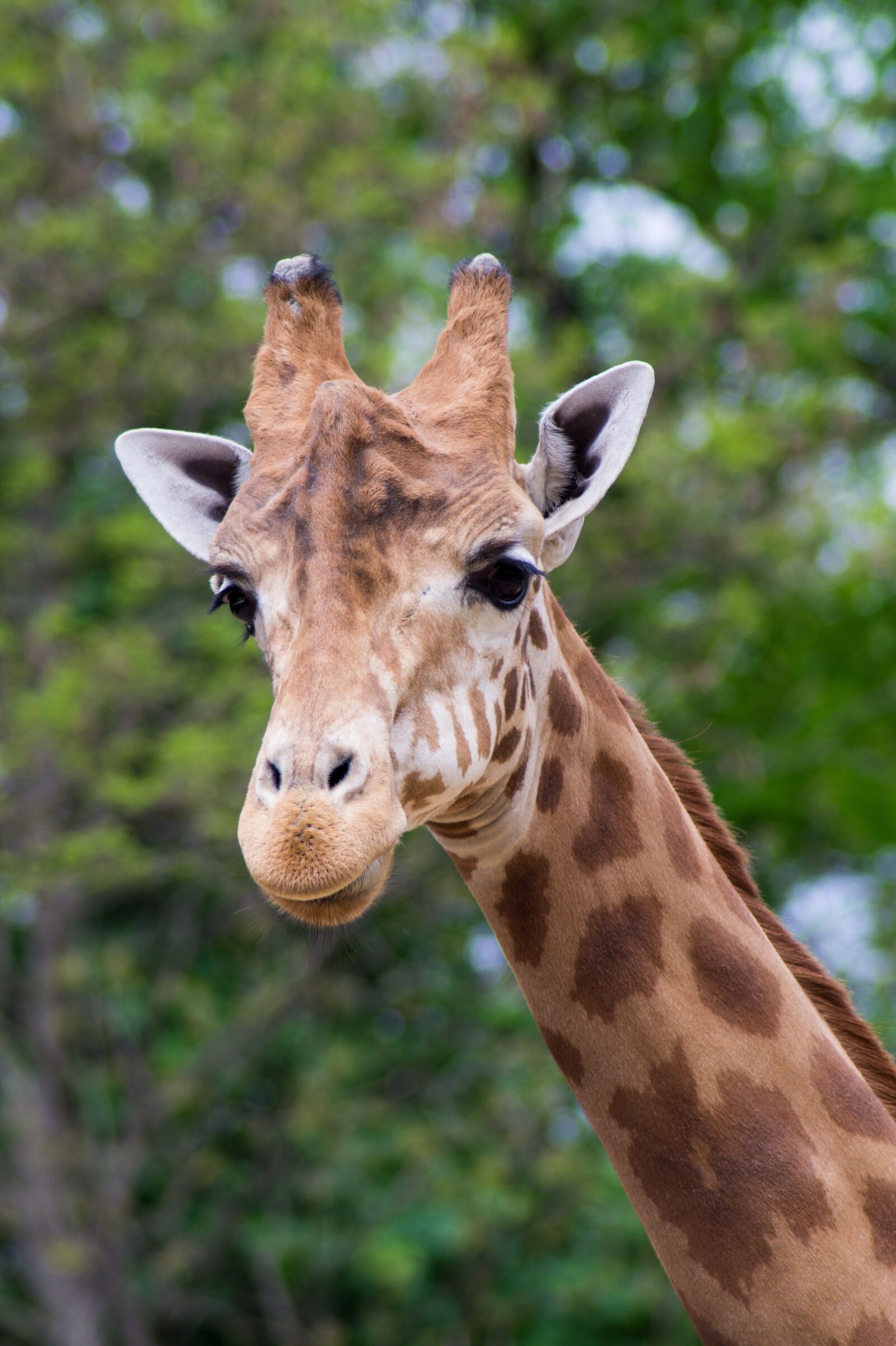 Sony SLT-A58 sample photo. Giraffe, zoo, animal photography