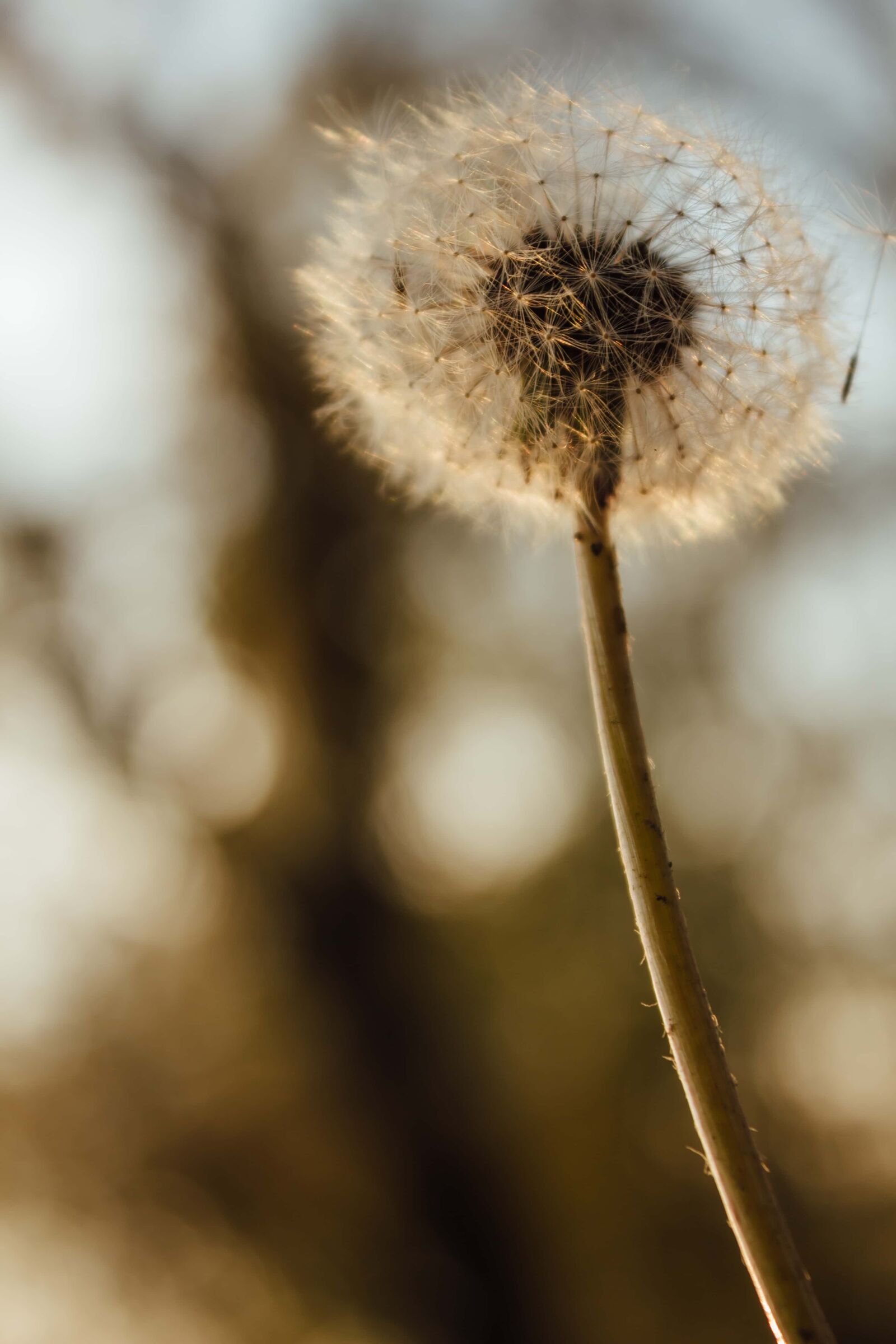 Canon EF-S 18-55mm F3.5-5.6 IS sample photo. Details, dandelion, macro, close-up photography