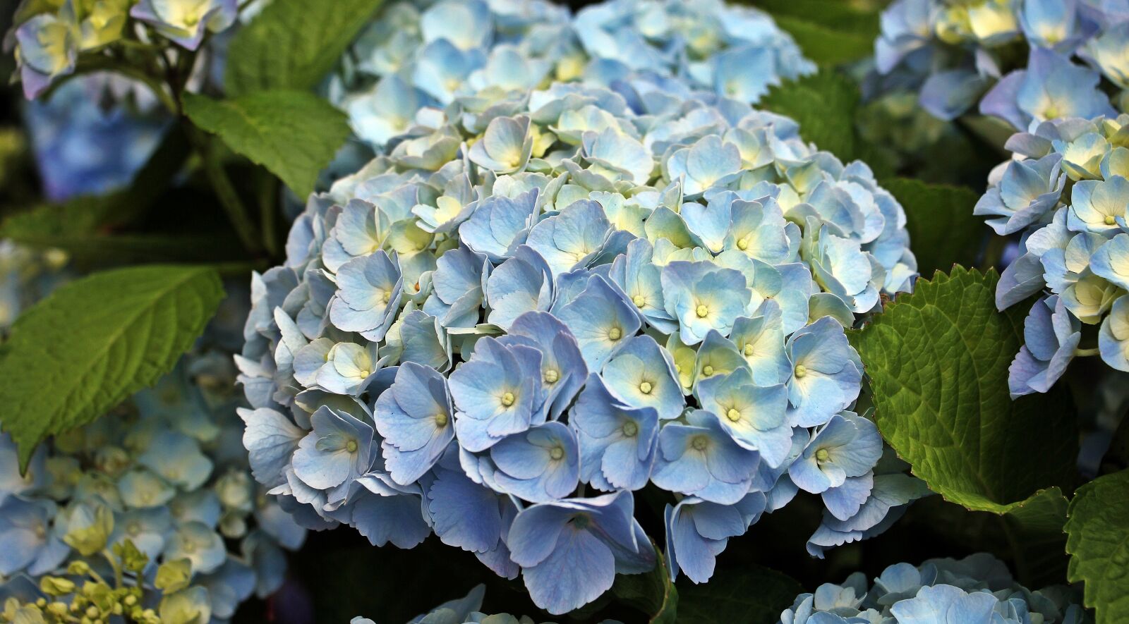 Canon EOS 550D (EOS Rebel T2i / EOS Kiss X4) sample photo. Hydrangea, flower, ornamental flower photography