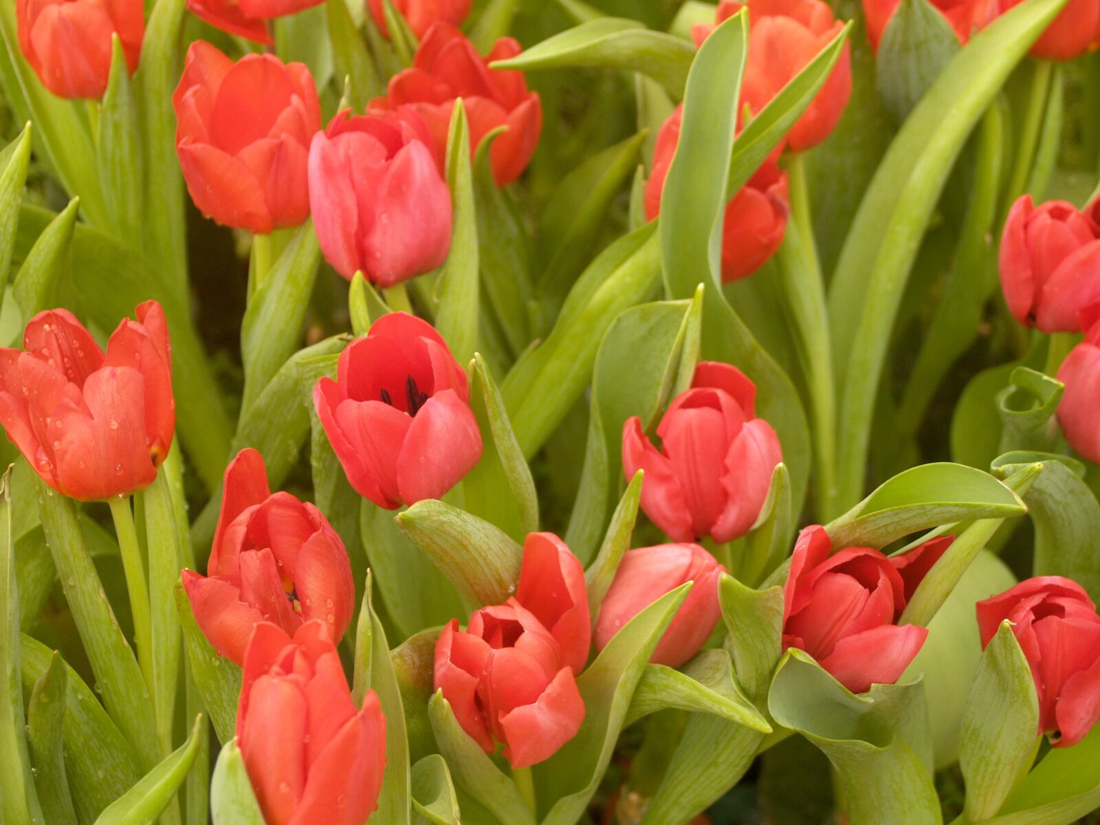 Olympus E-300 (EVOLT E-300) sample photo. Flower, tulip, holland photography