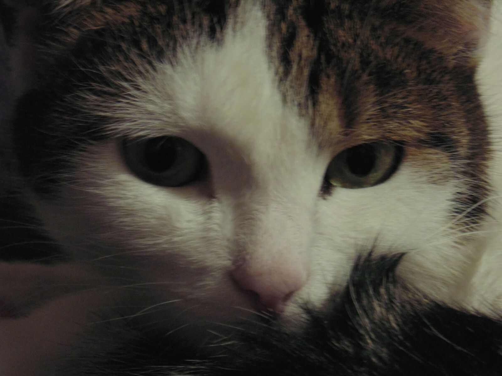 Sony Cyber-shot DSC-H200 sample photo