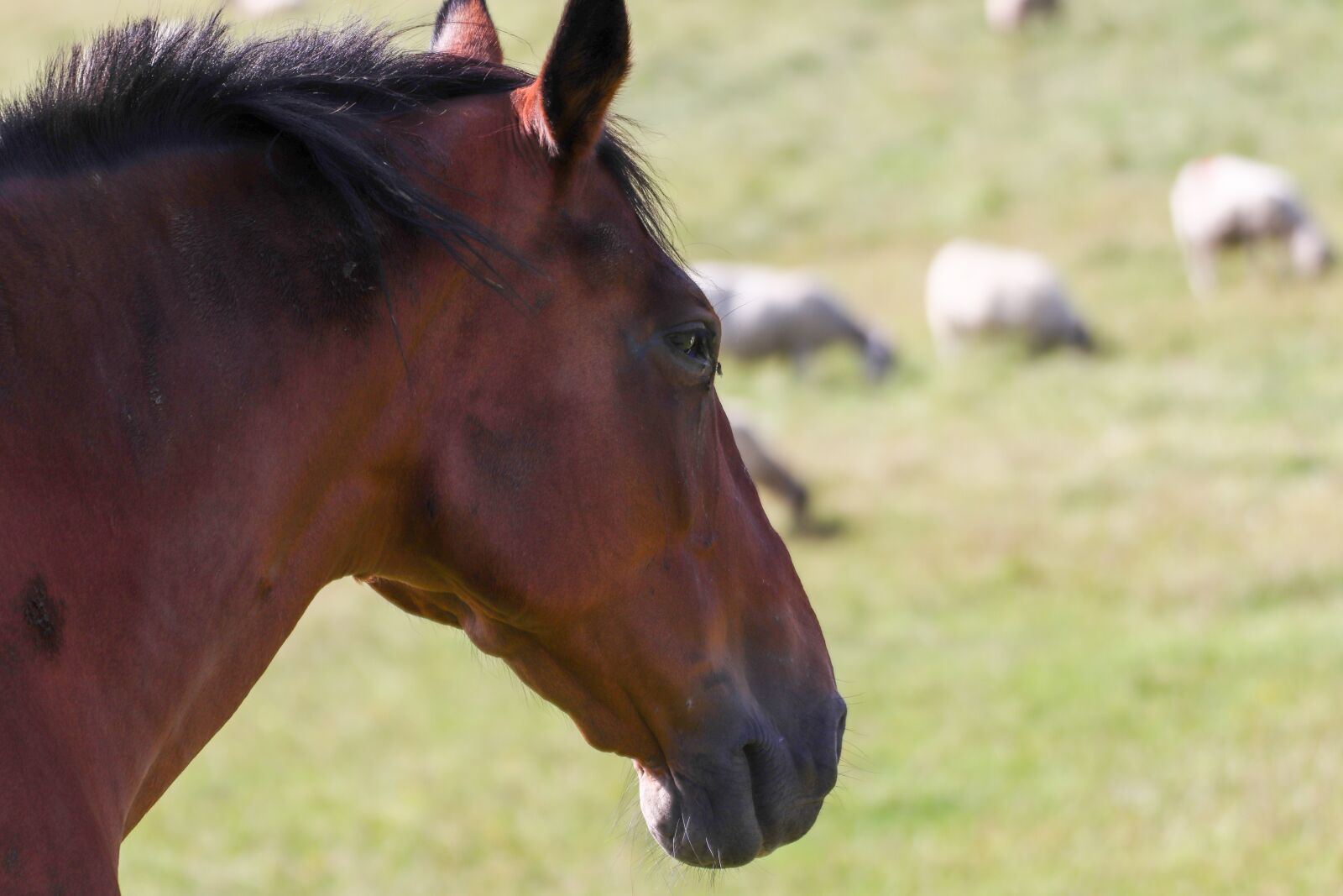 Canon EOS 800D (EOS Rebel T7i / EOS Kiss X9i) sample photo. Horse, animal, nature photography