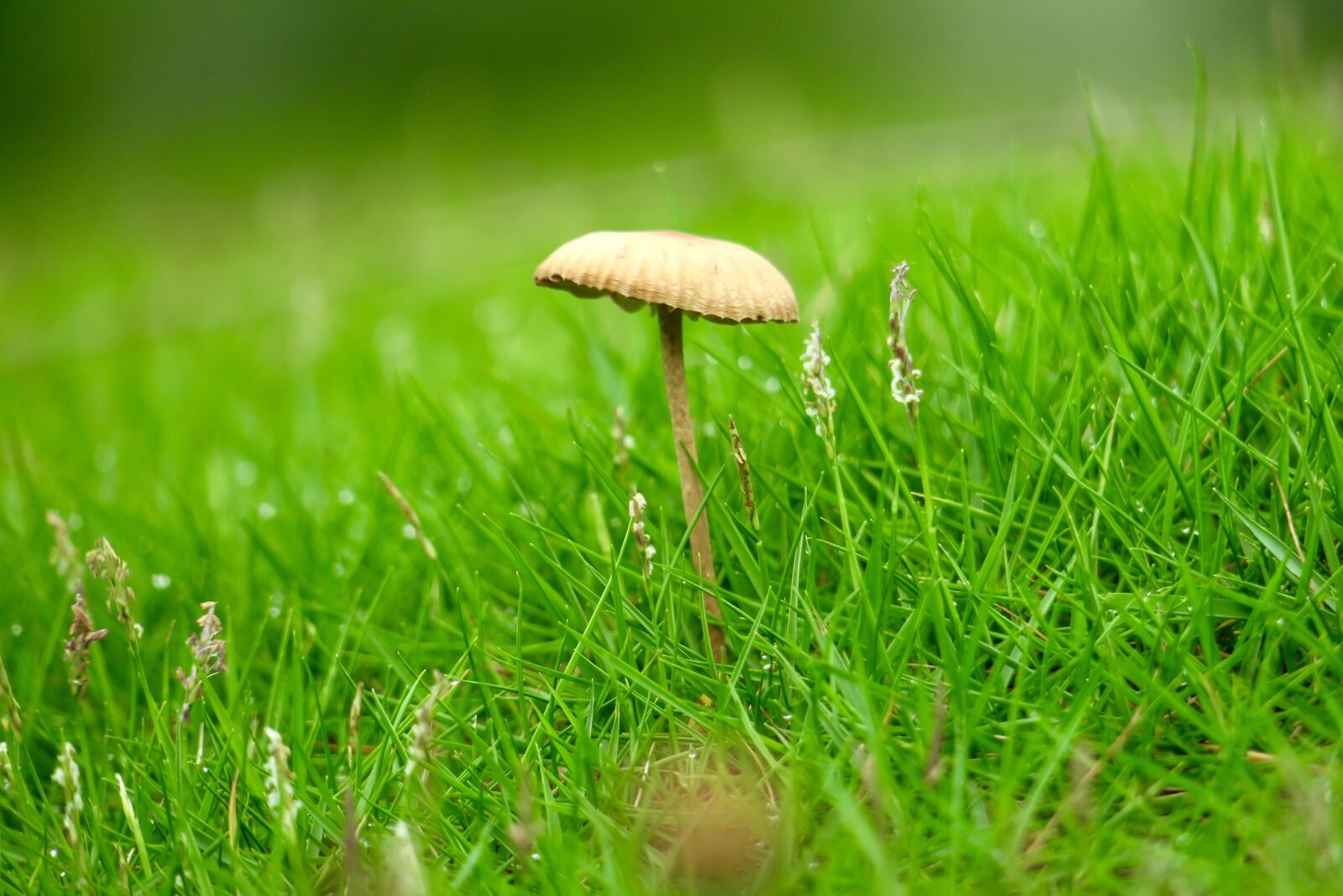 Canon PowerShot G3 X sample photo. Mushroom, fresh, natural photography