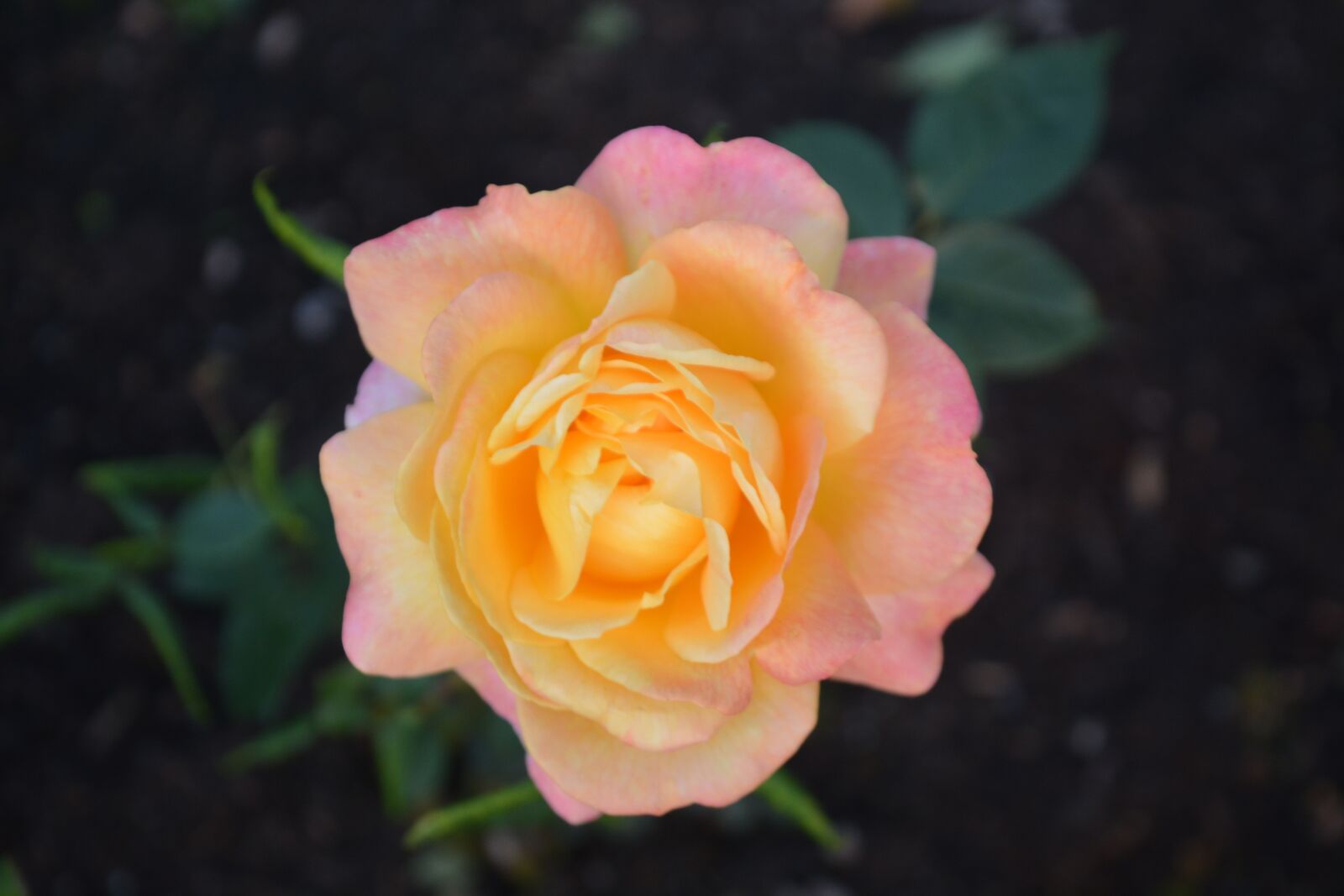 Nikon D7100 sample photo. Nature, flower, rose photography