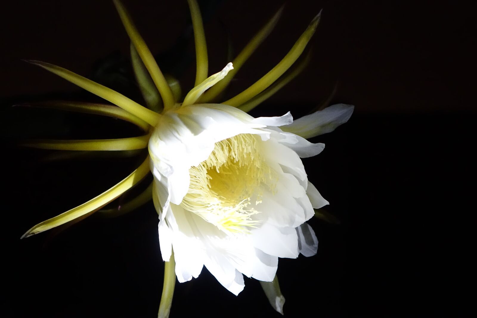 Sony Cyber-shot DSC-RX10 sample photo. Flower, pitaya flower, white photography