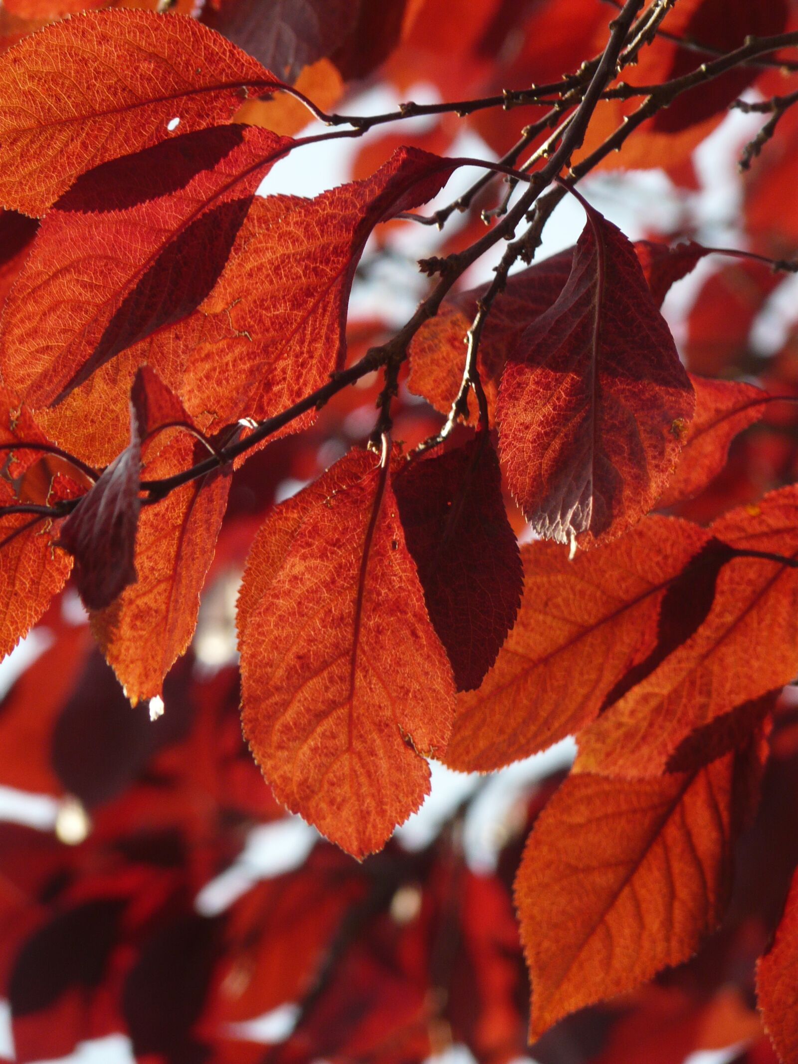 Panasonic DMC-FZ18 sample photo. Foliage, autumn, red photography
