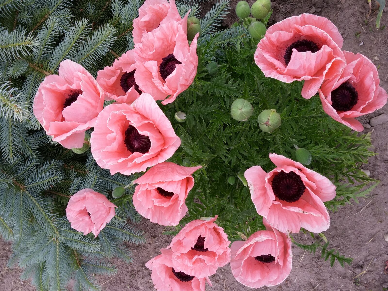 LG G3 sample photo. Poppy, flower, floral photography
