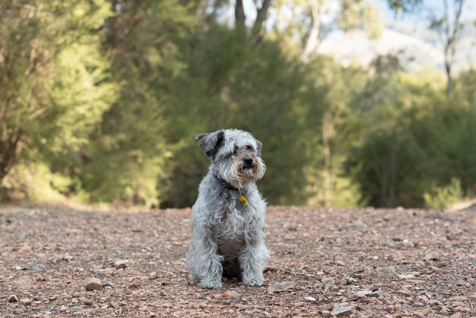 Nikon D750 sample photo. Schnoodle, dog, canine photography