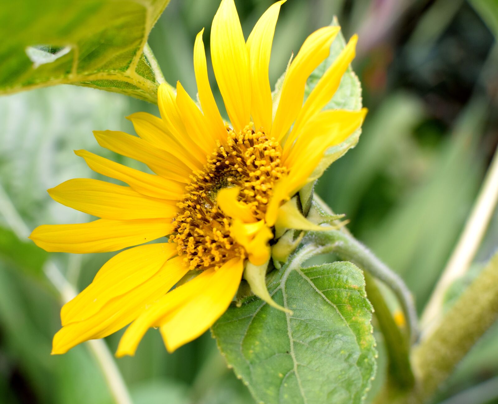 Nikon D5300 sample photo. Sunflower, summer, yellow photography
