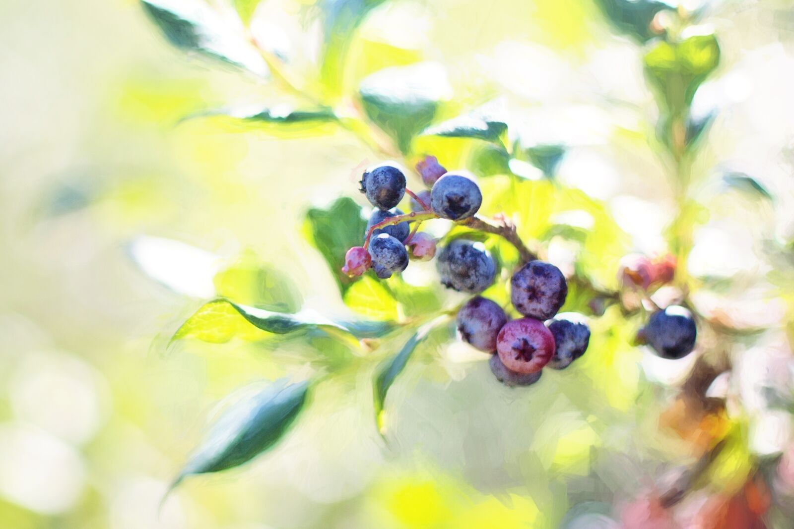 Canon EF 50mm F1.4 USM sample photo. Blueberries, bush, summer photography