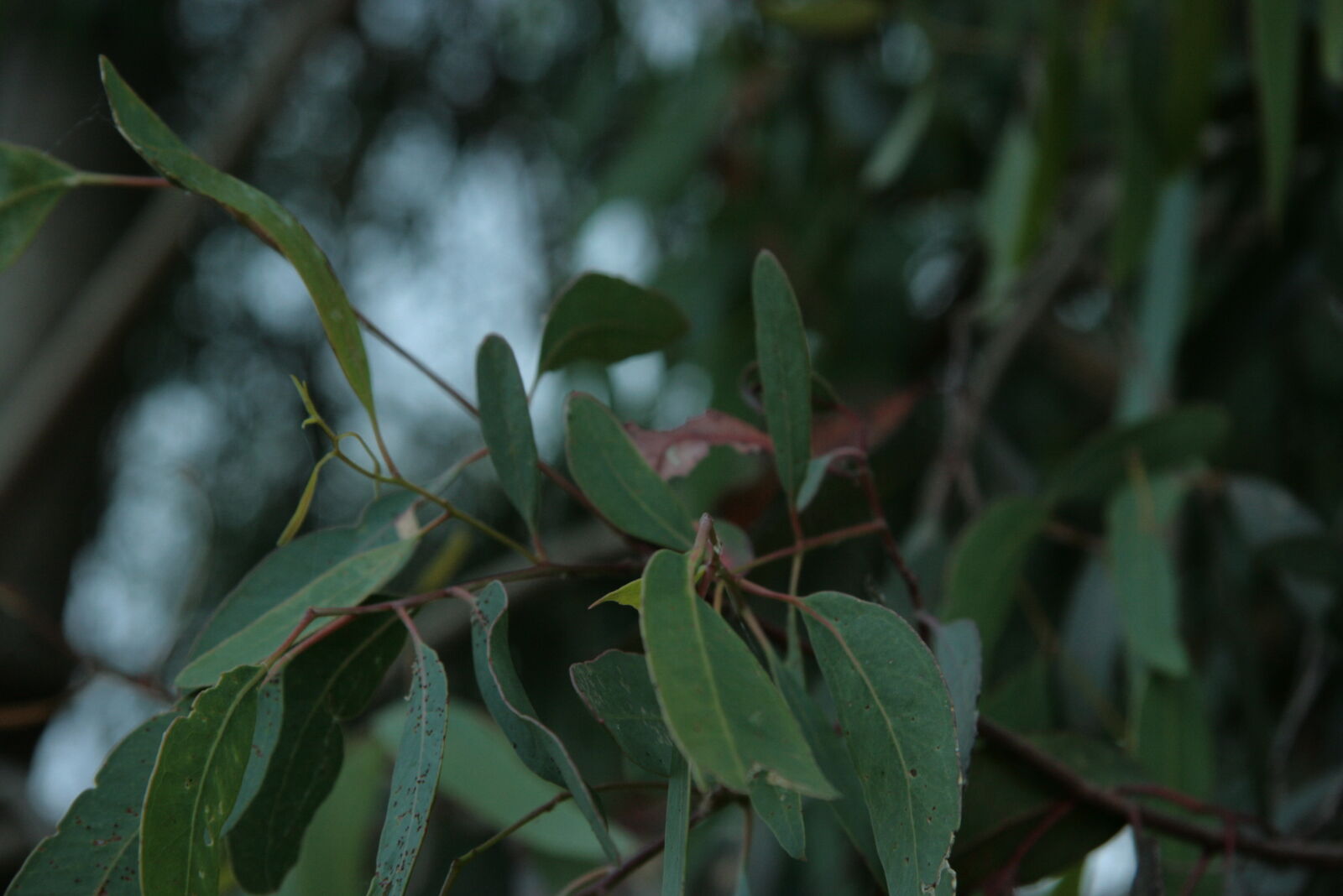 Canon EF-S 17-85mm F4-5.6 IS USM sample photo. Gum, leaves photography